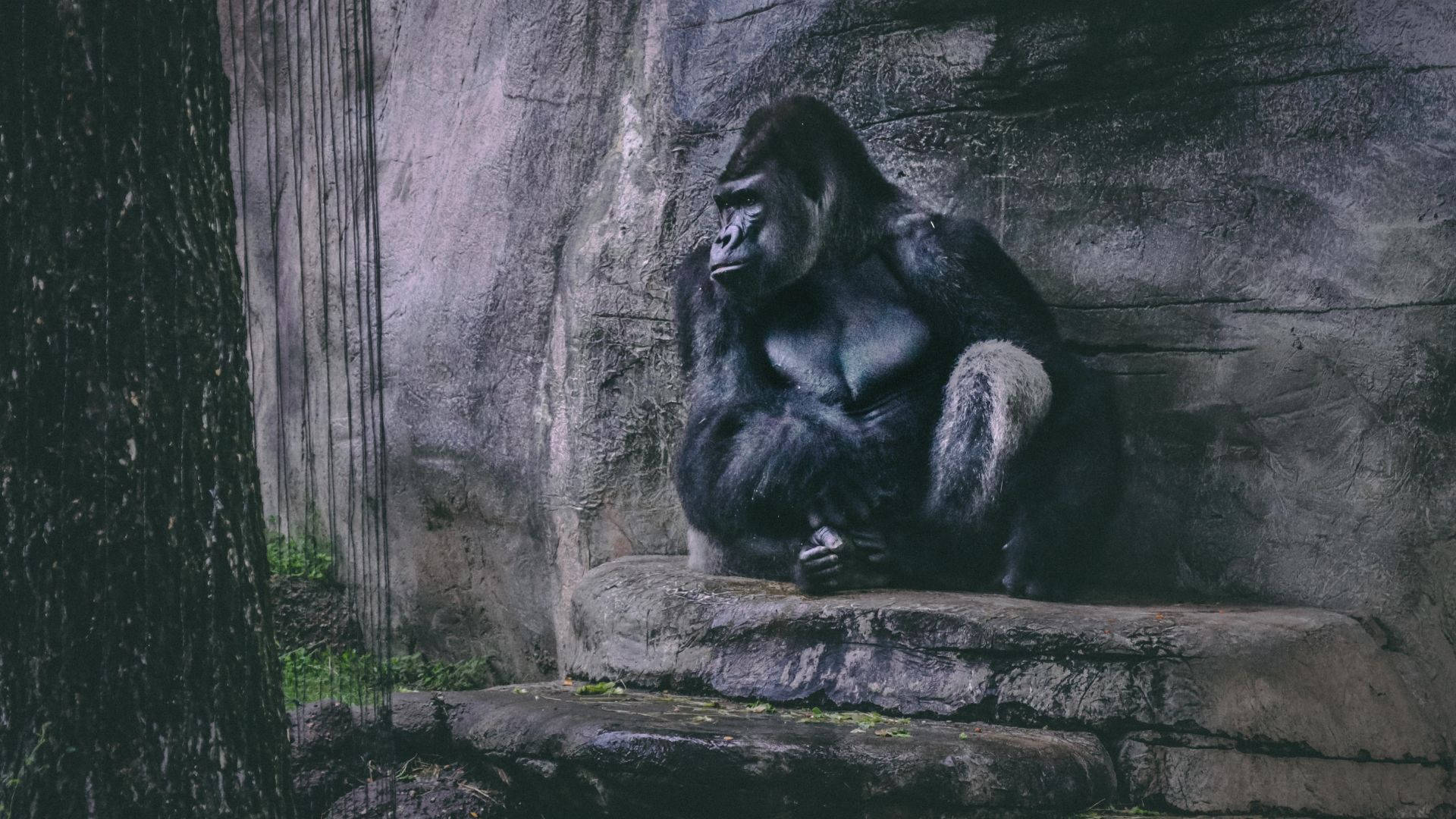 Gorilla Desktop Alone On The Rocks Wallpaper