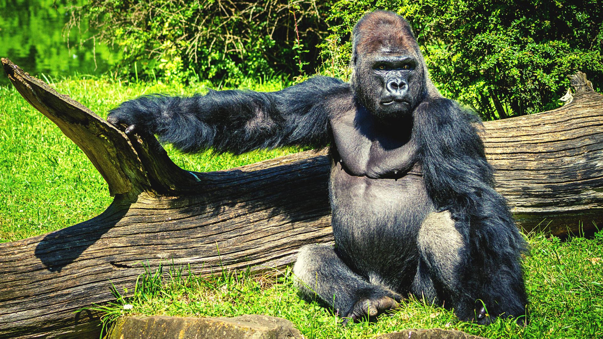A Large Gorilla Sitting On A Log Wallpaper