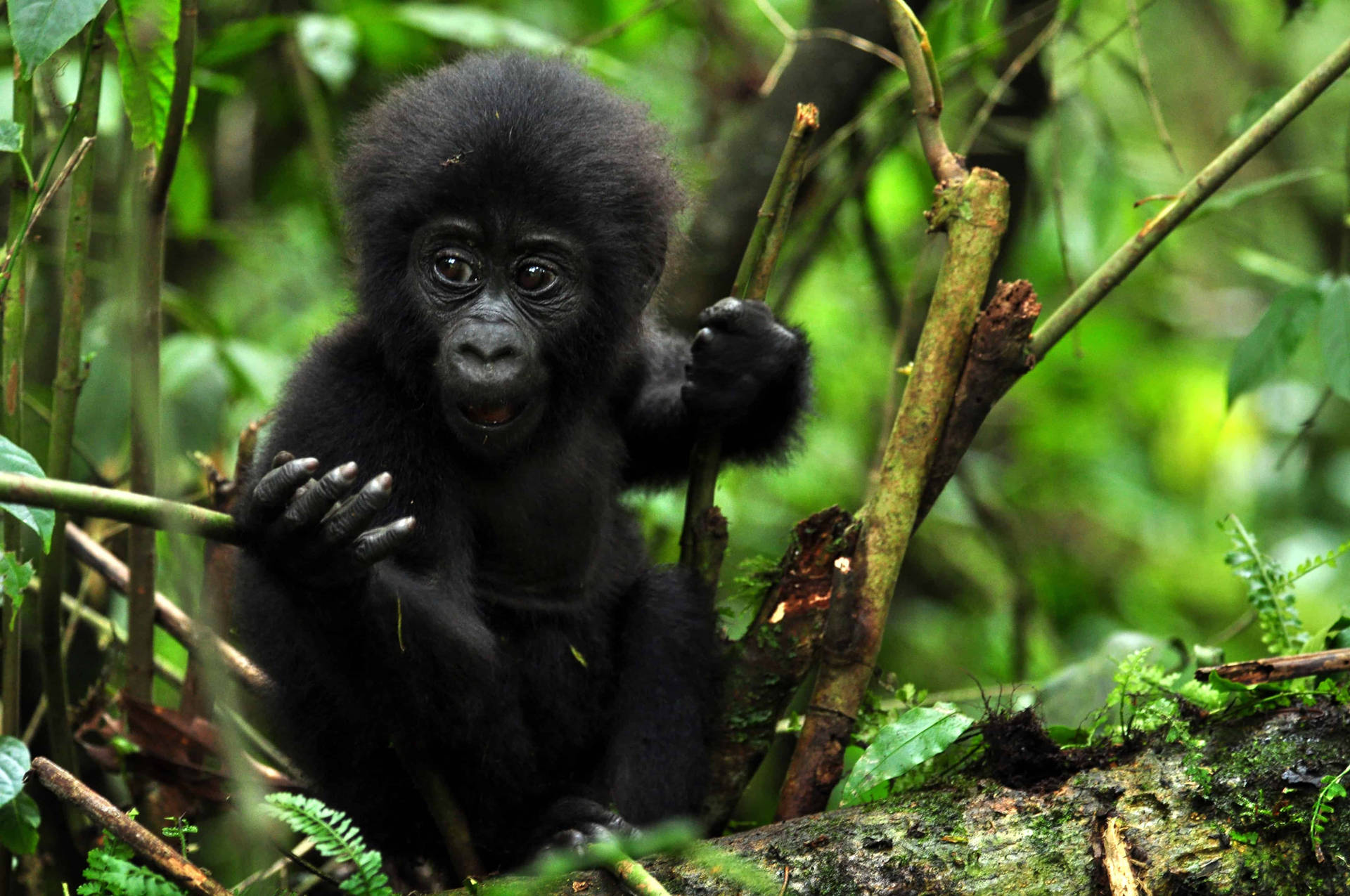 Gorilla Skrivebordsbarn i skoven. Wallpaper