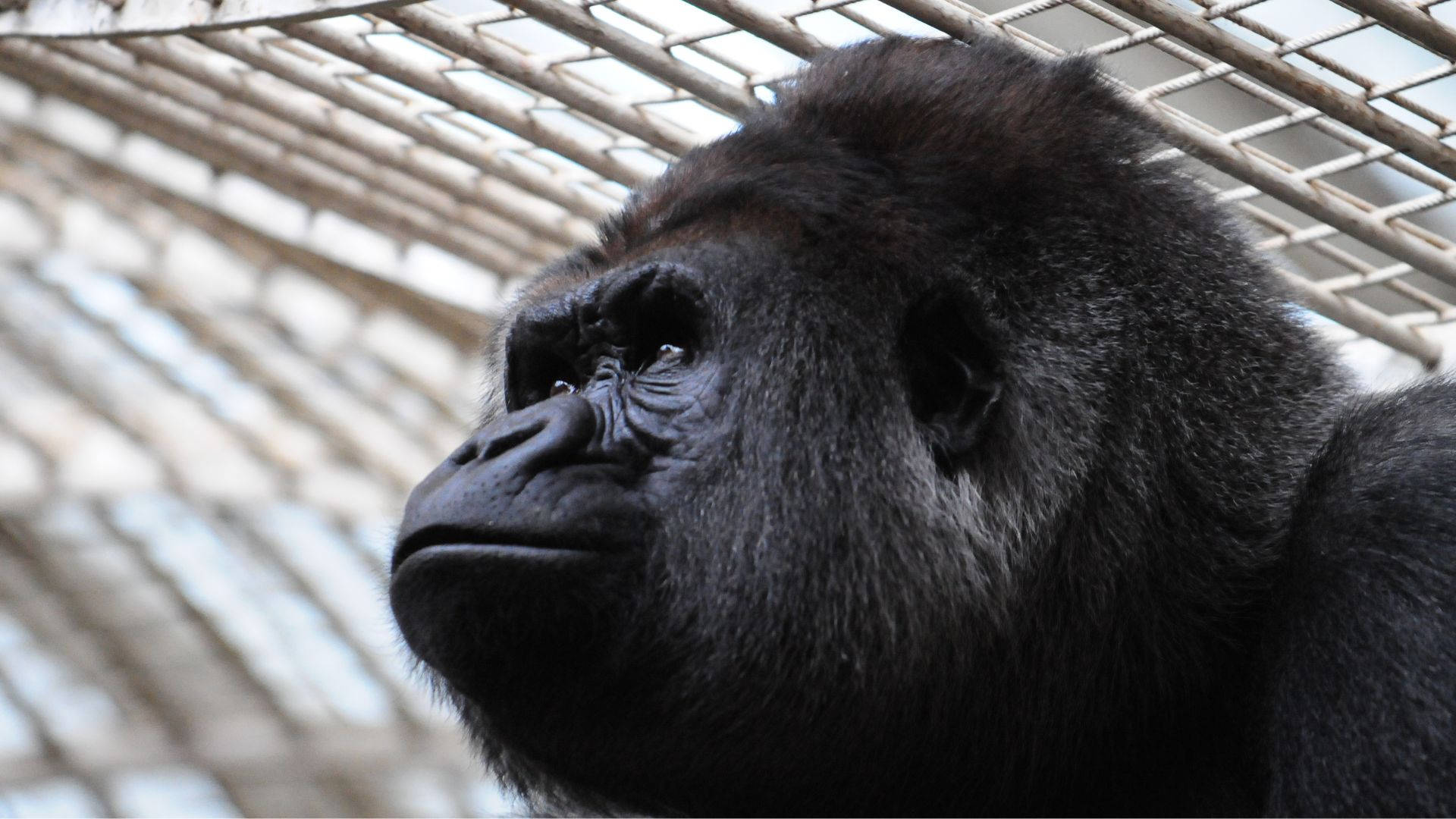 A Gorilla Sitting on a Desktop Wallpaper