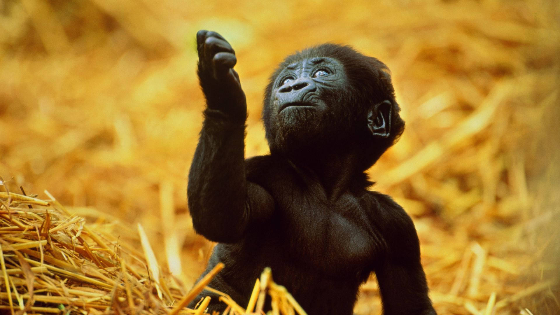Enjoy your desktop with this peaceful Gorilla! Wallpaper