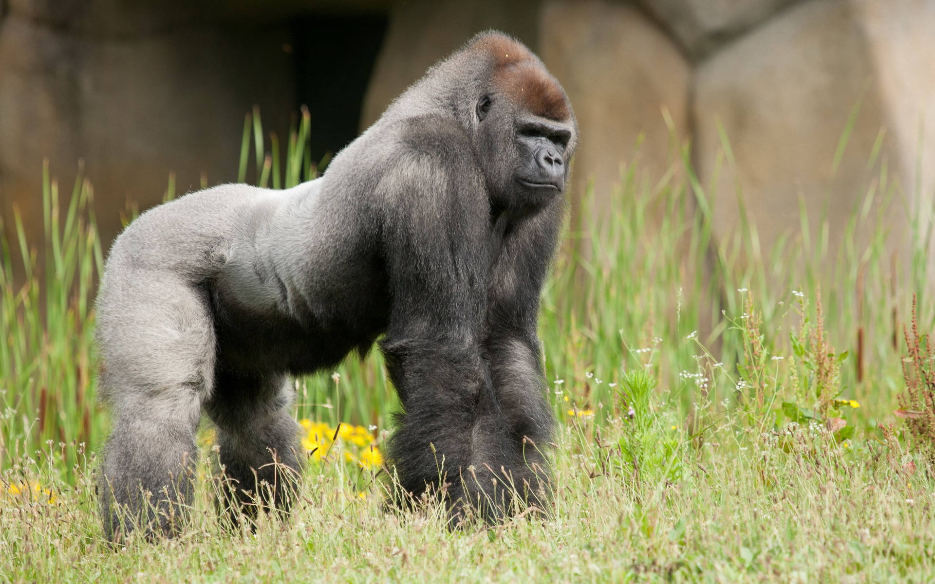 A Gorilla Standing In The Grass Wallpaper