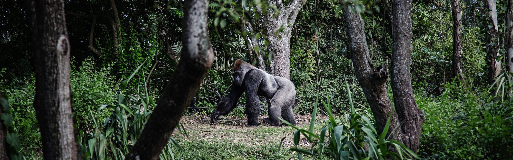 Gorilla In Gabon Picture