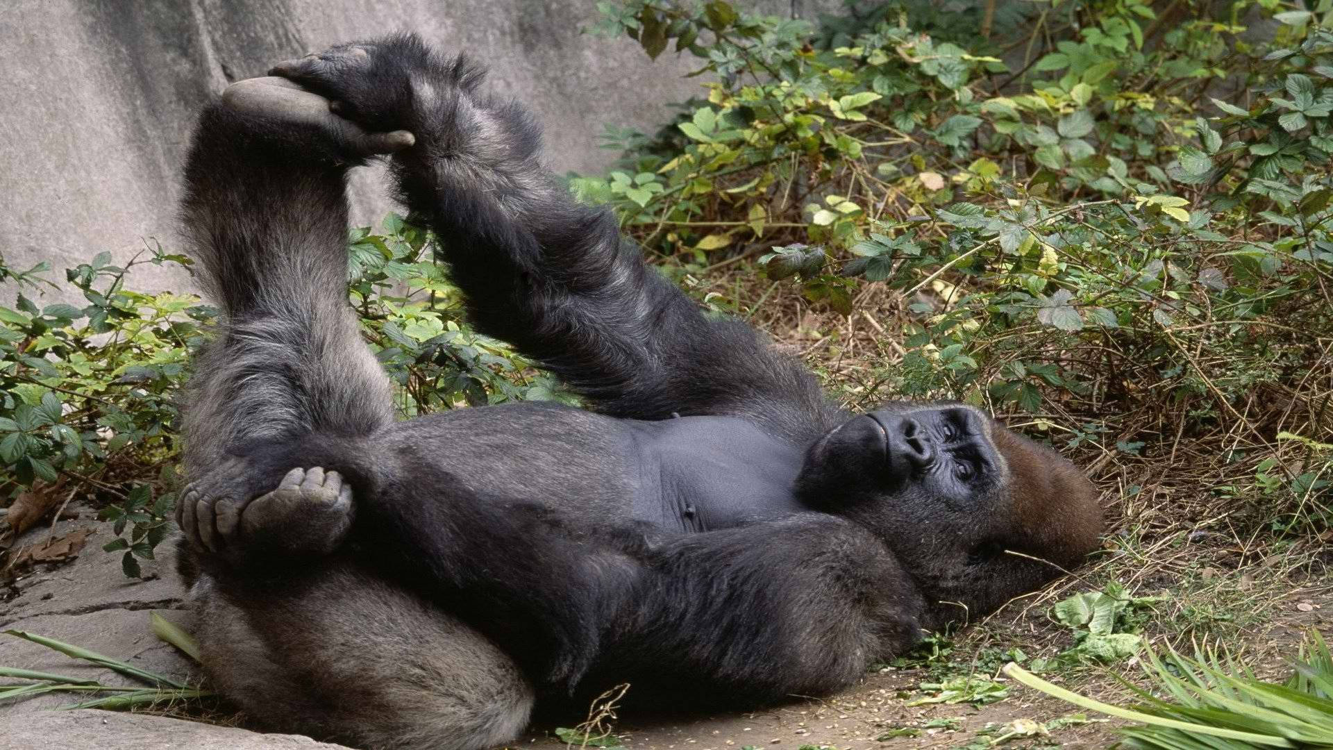 Gorilla Laying On Its Back Wallpaper