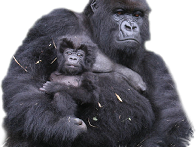 Gorilla Motherand Baby PNG