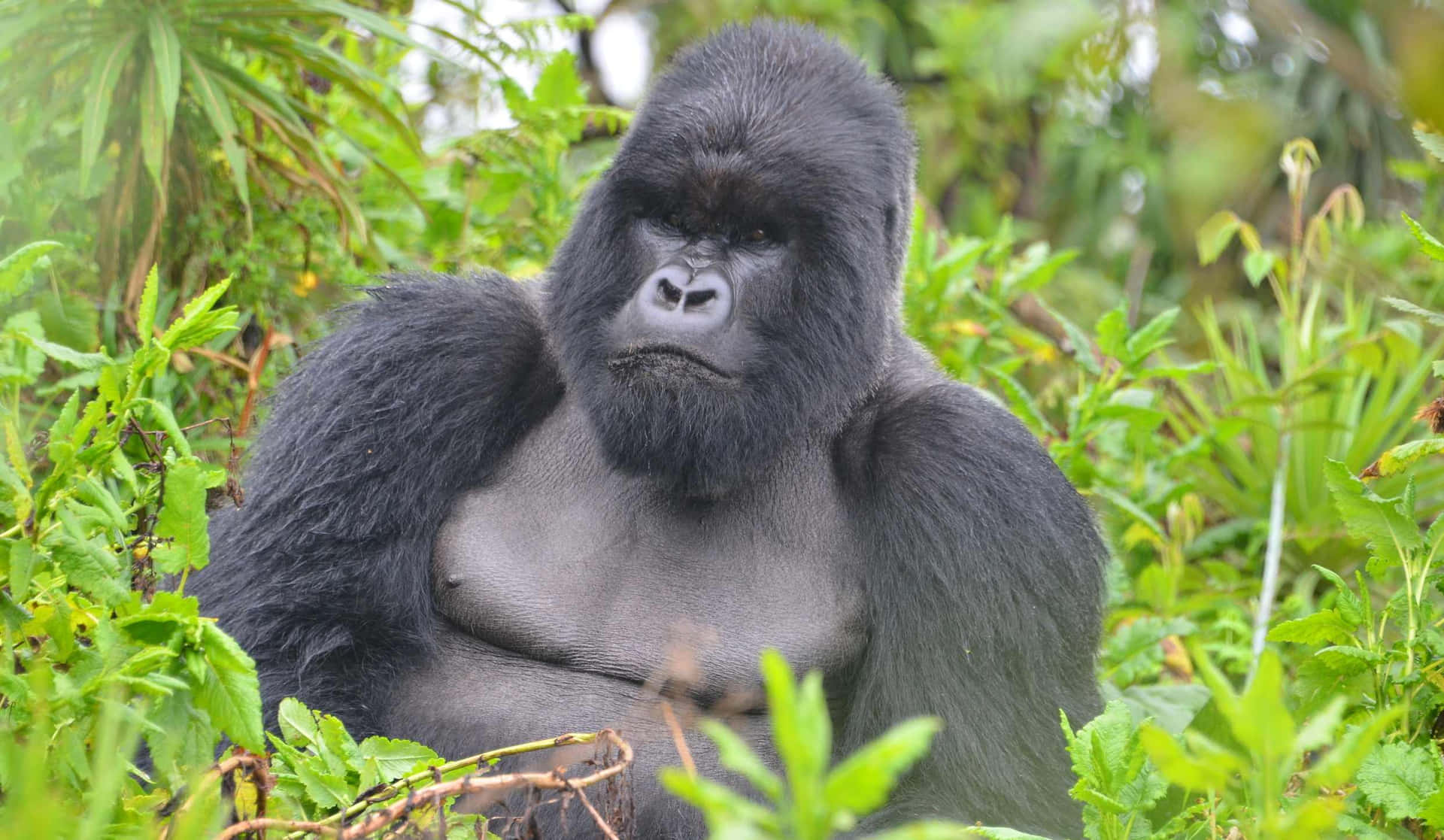Umarara Visão De Um Bebê Gorila