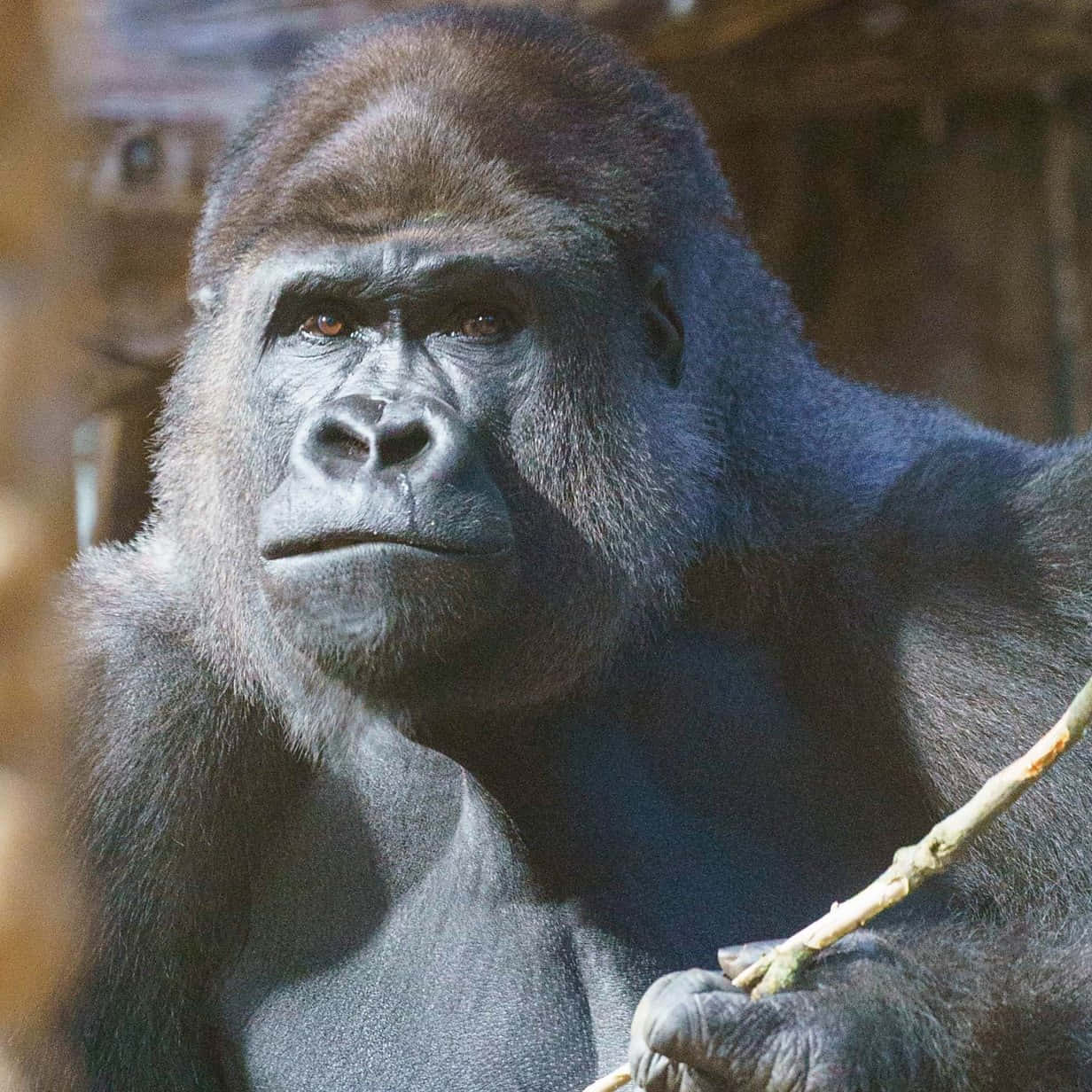 Ettæt Billede Af En Gorilla I Dens Naturlige Levested.