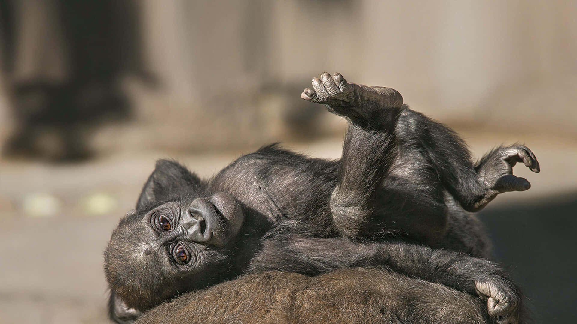 Enkæmpestor Sølvrygget Gorilla, Der Går Gennem Den Tætte Vegetation I Centralafrikas Regnskov.