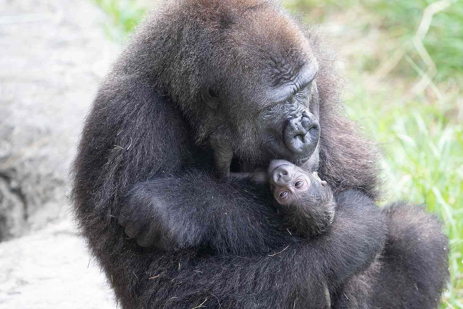 A close-up of a west lowland gorilla inspecting something interesting