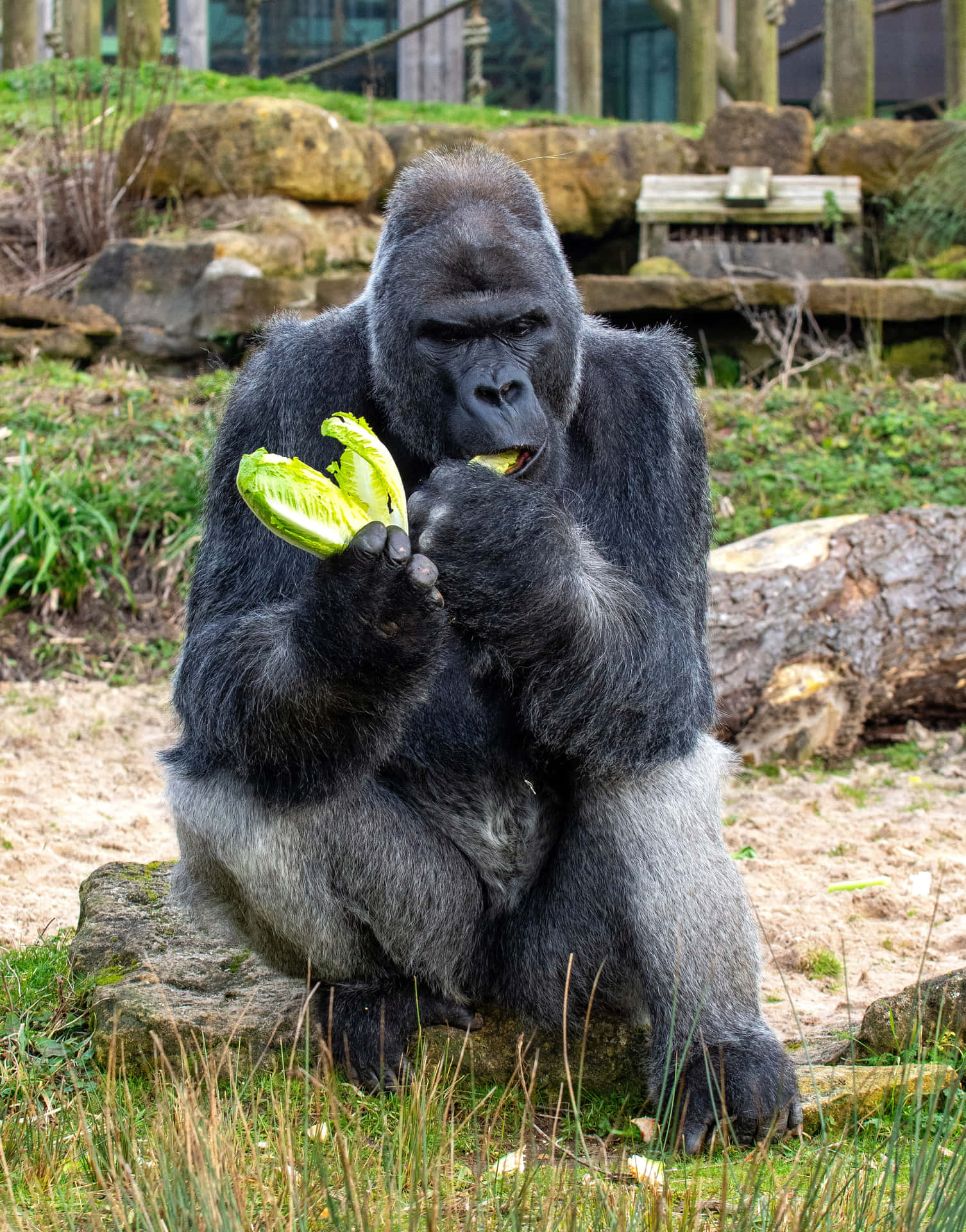 Enmægtig Gorilla Stirrer Ud Over Regnskoven.