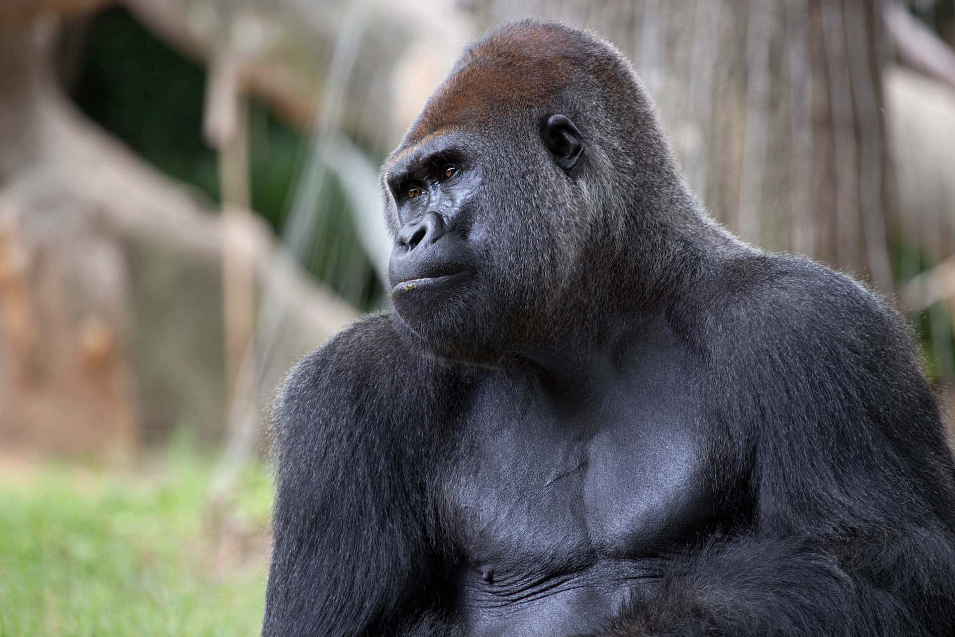 An adorable Gorilla looks longingly into the camera