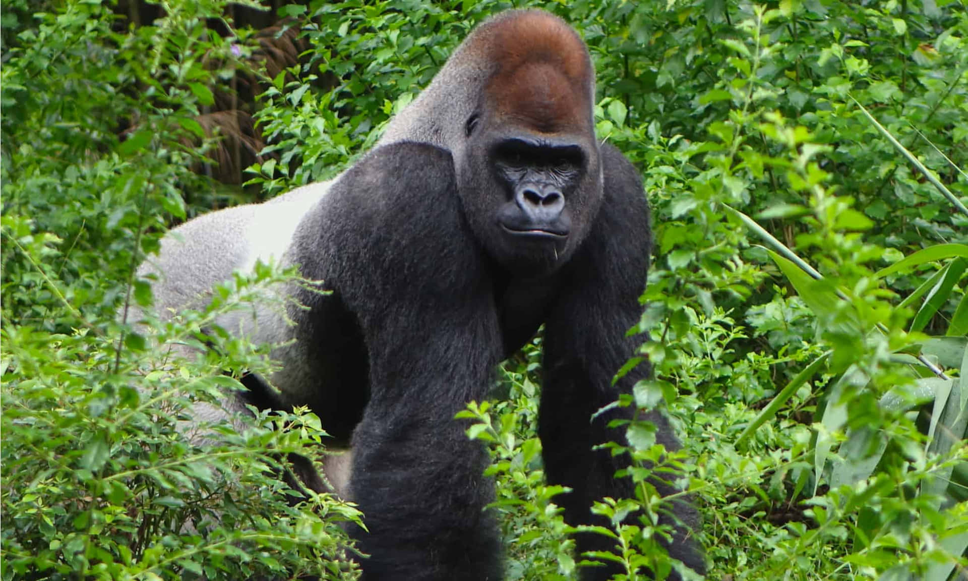 A gorilla stands in a peaceful, lush rainforest environment.