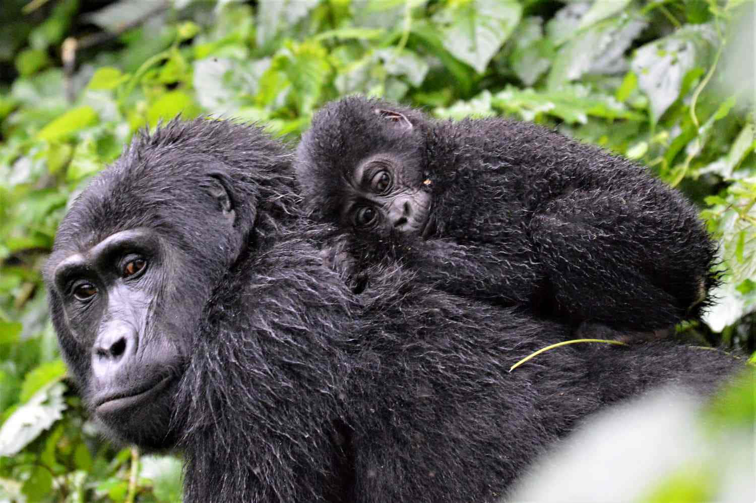 Umbelo Close-up De Um Gorila Das Montanhas Adulto Em Seu Habitat Natural.