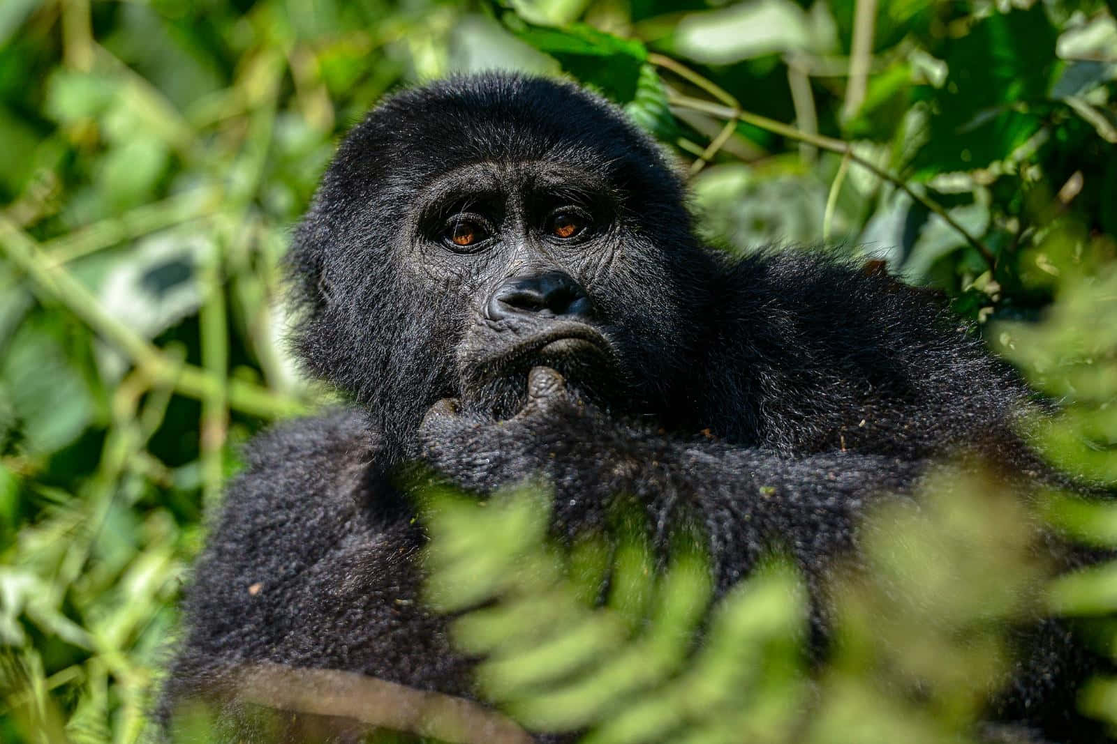 "A majestic silverback gorilla surveys its territory"