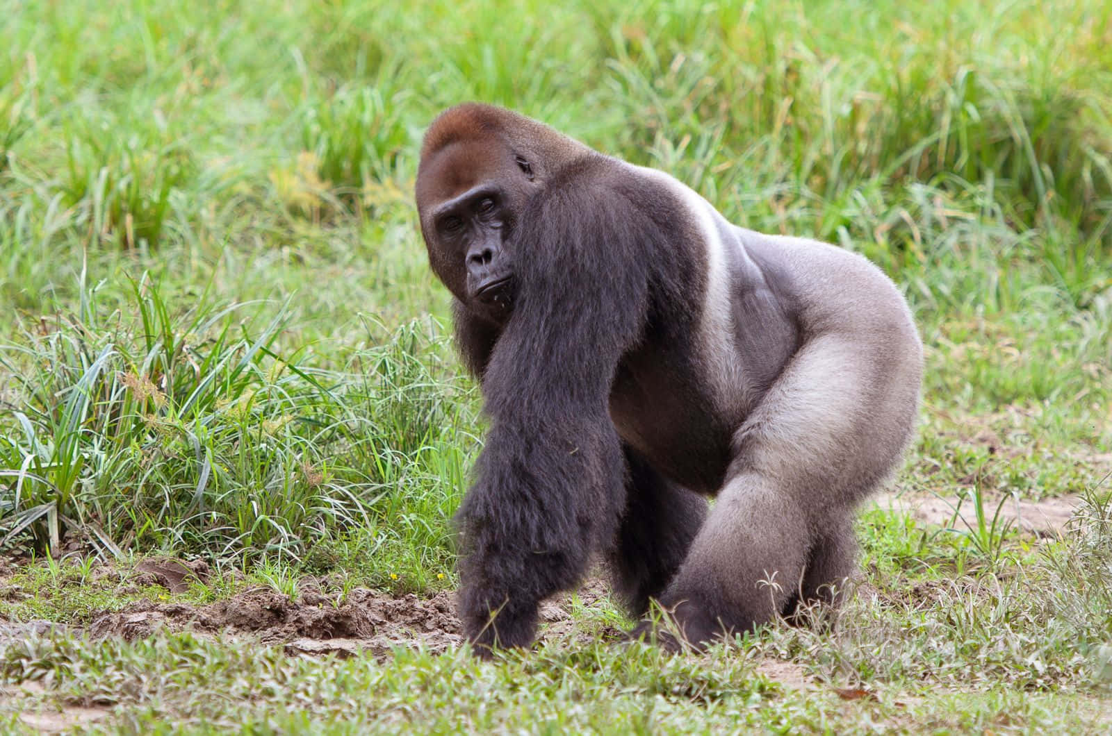A peaceful juvenile mountain gorilla in its natural habitat
