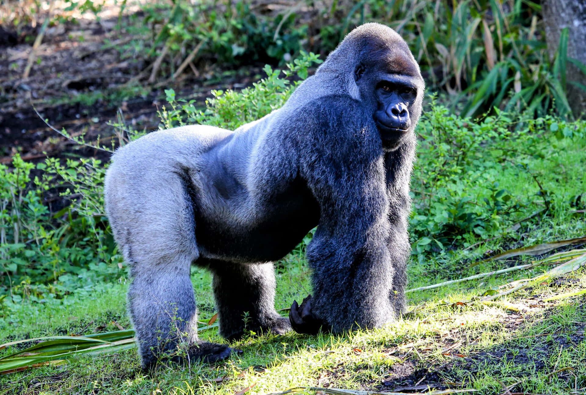 Majestætiskesølvryg-gorilla.