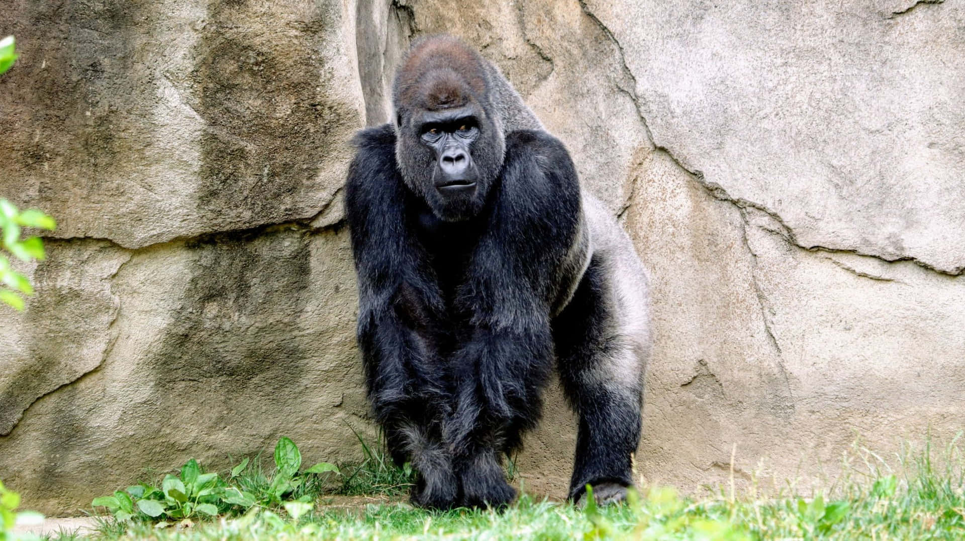 Unmaestoso Gorilla Silverback Che Si Riposa Nel Suo Habitat Naturale Nella Foresta Pluviale.