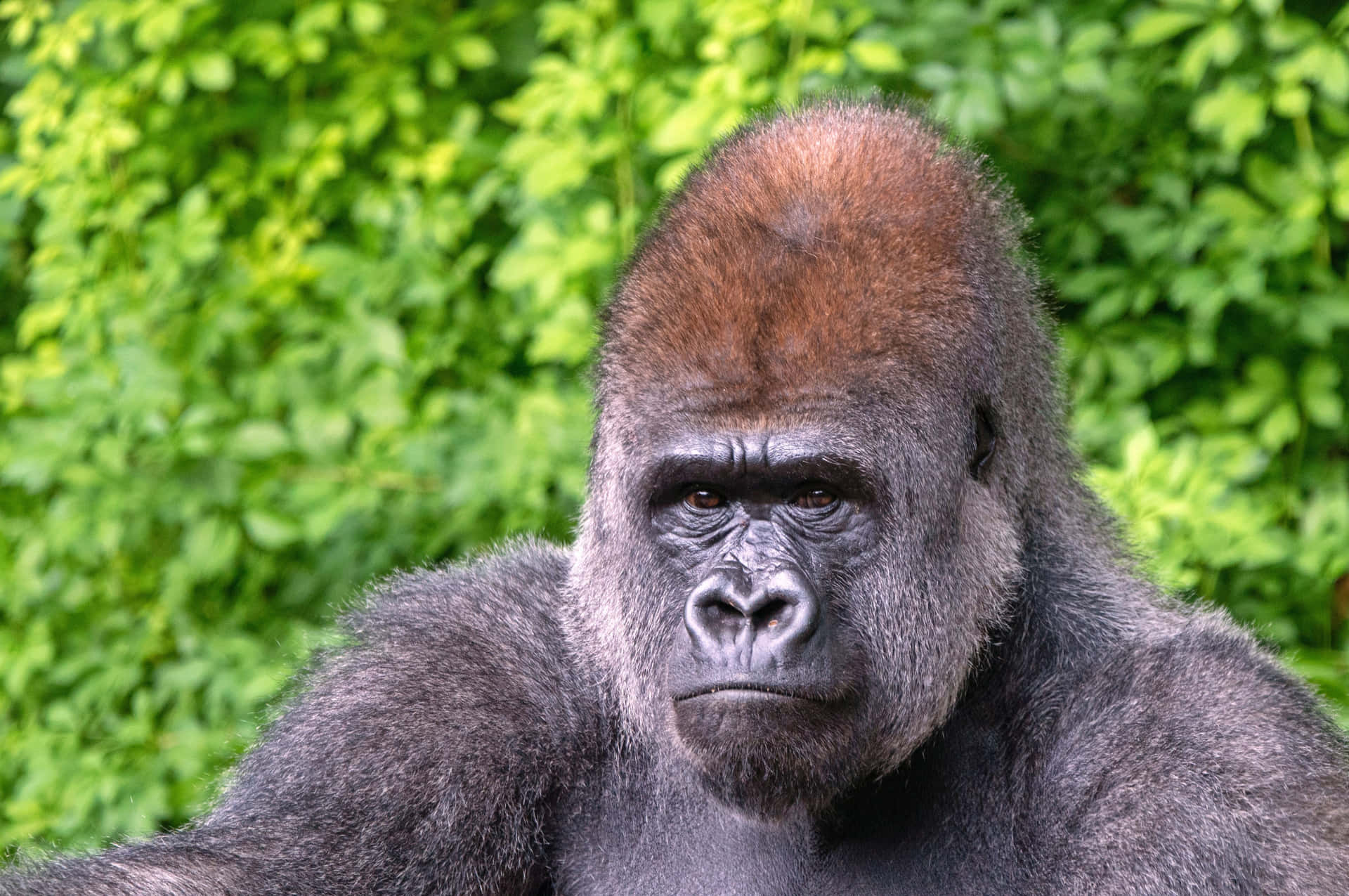 A majestic mountain gorilla peers comfortably out of the forest
