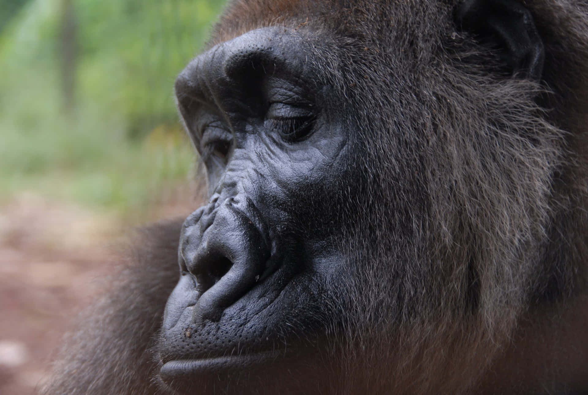 Majestosogorilla Di Montagna (gorilla Beringei Beringei)