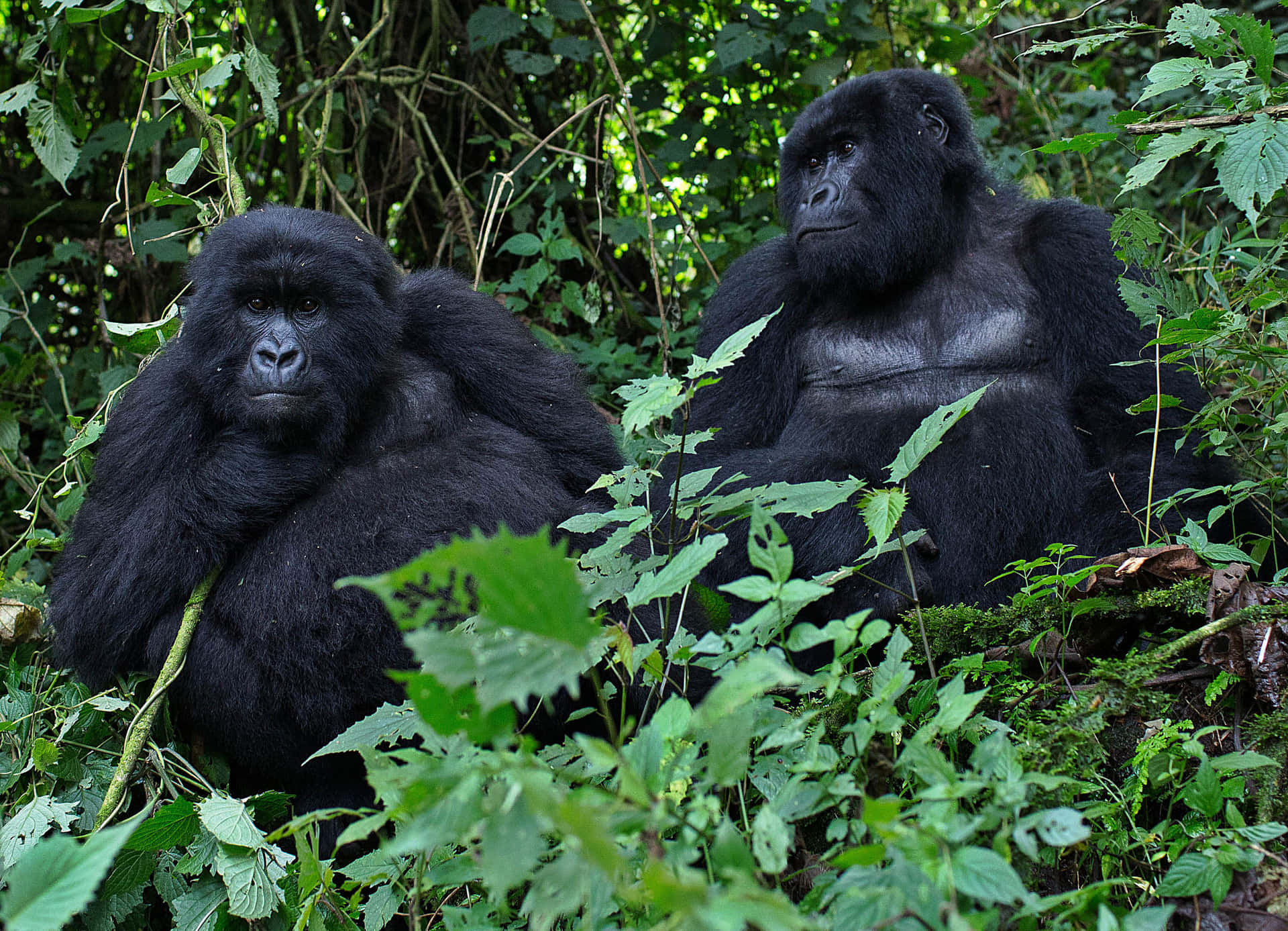 Enmajestætisk Gorilla Kigger Ud Fra Sit Naturlige Habitat.