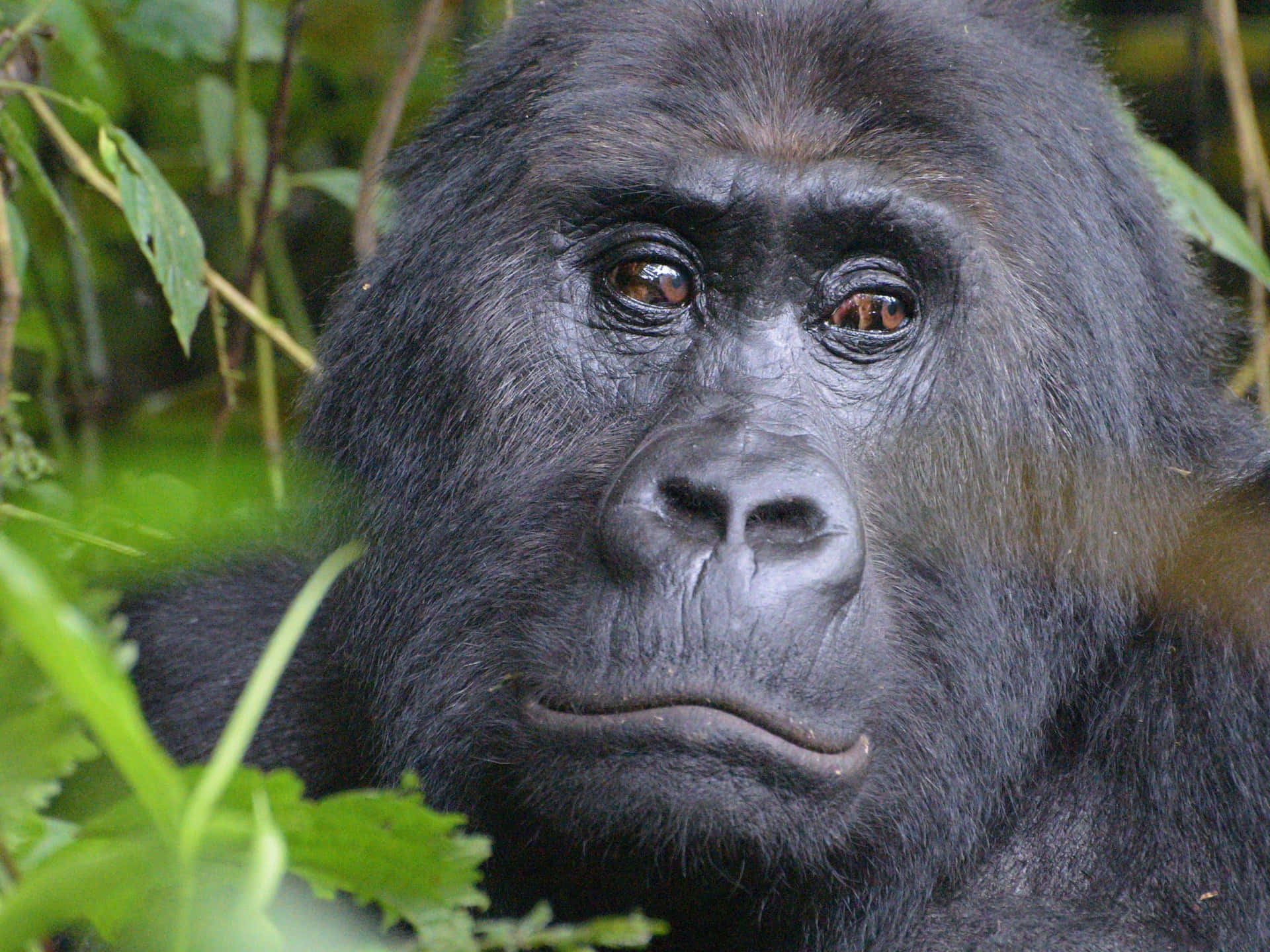 Billedeen Majestætisk Gorilla Stirrer Ud Mod Horisonten.