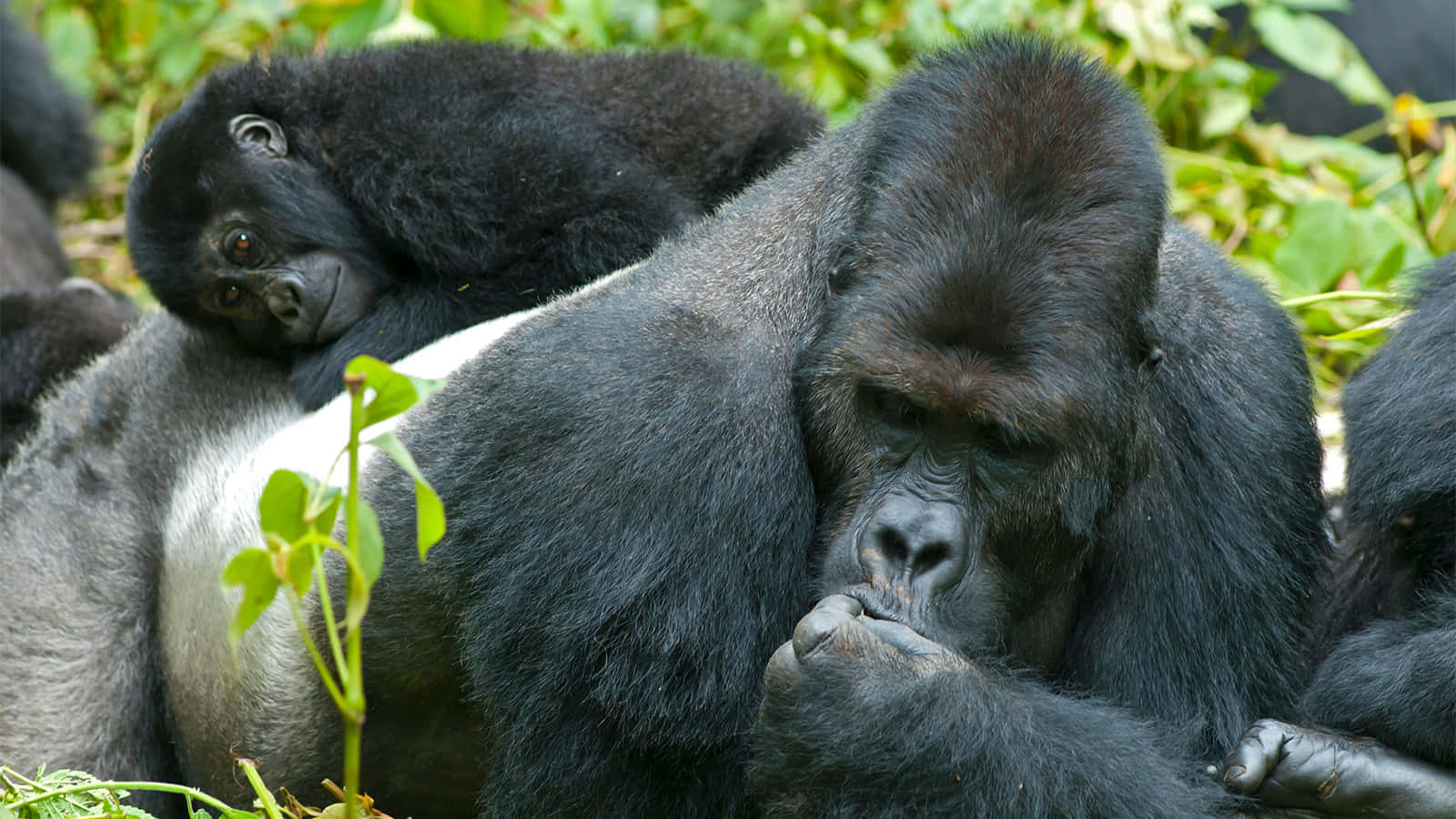 A close-up of an inquisitive gorilla