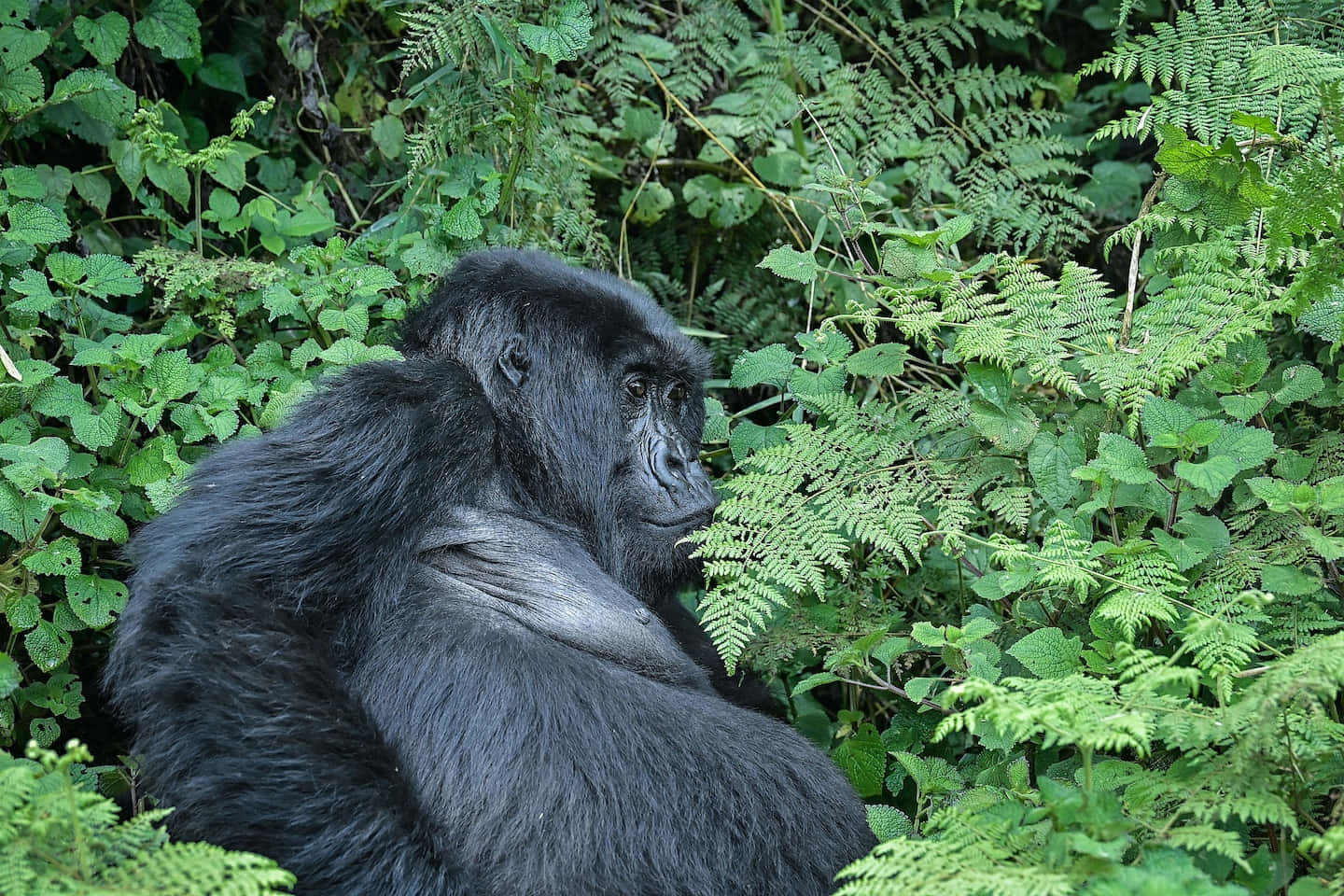 A gorilla in its natural habitat