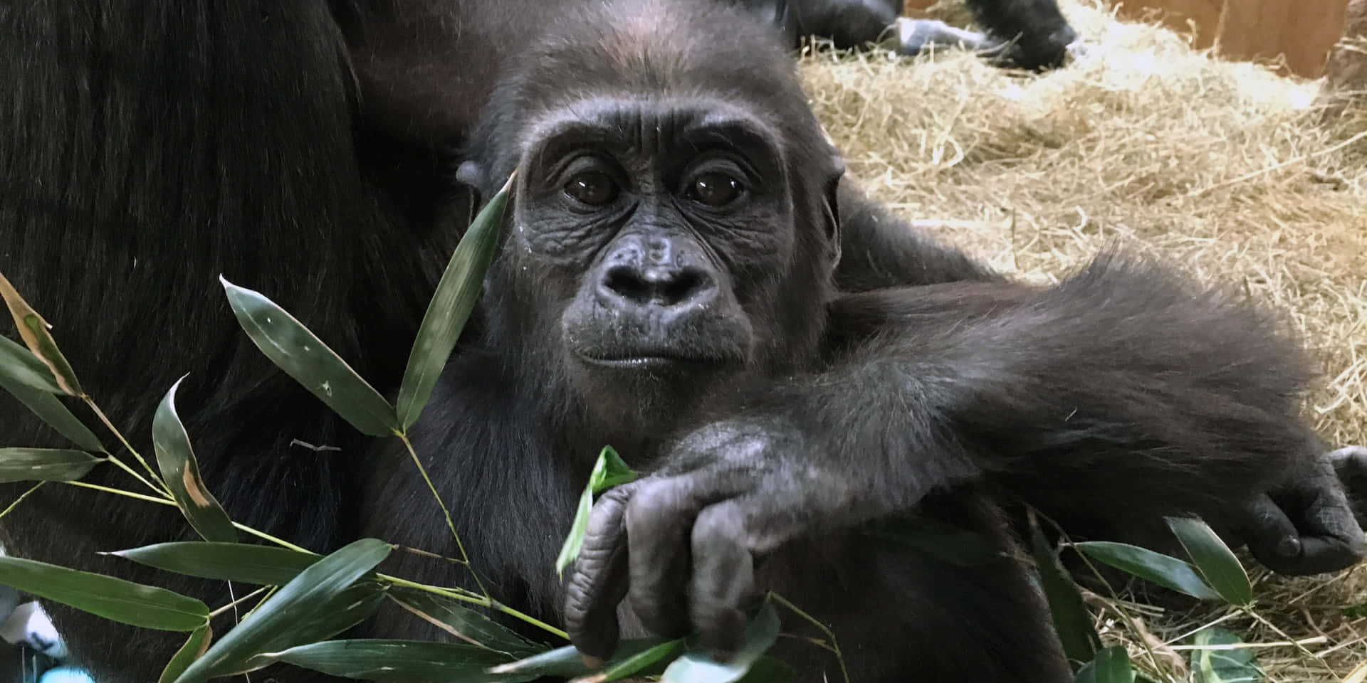 Umavisão Detalhada De Um Majestoso Gorila Em Seu Habitat Natural.