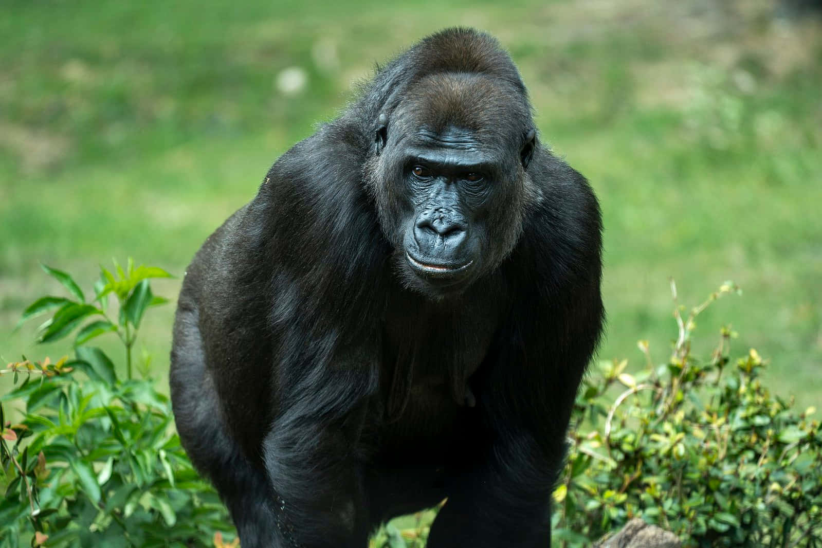 Enmild Kæmpe - Et Nærbillede Af En Mandlig Gorilla.