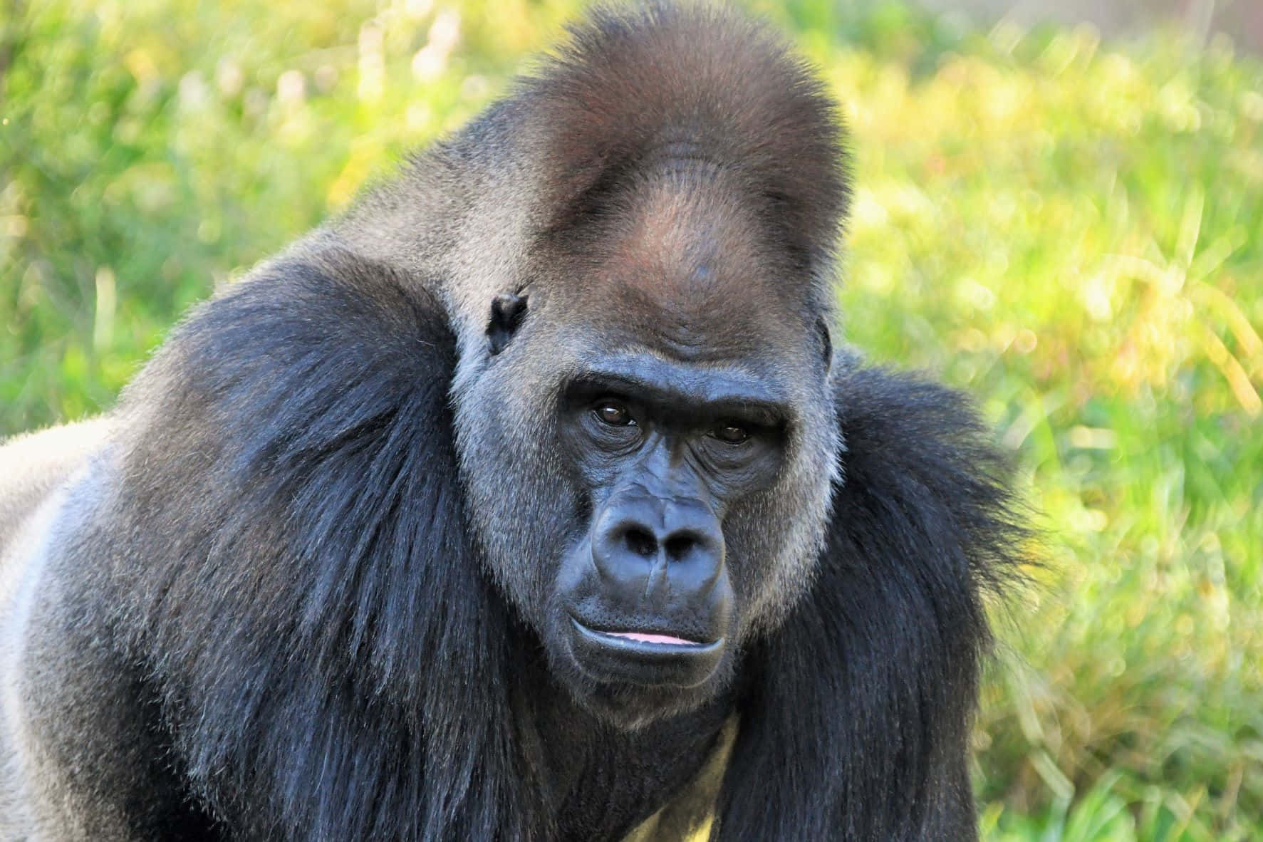 Unadorable Gorila Mira Curiosamente Al Espectador