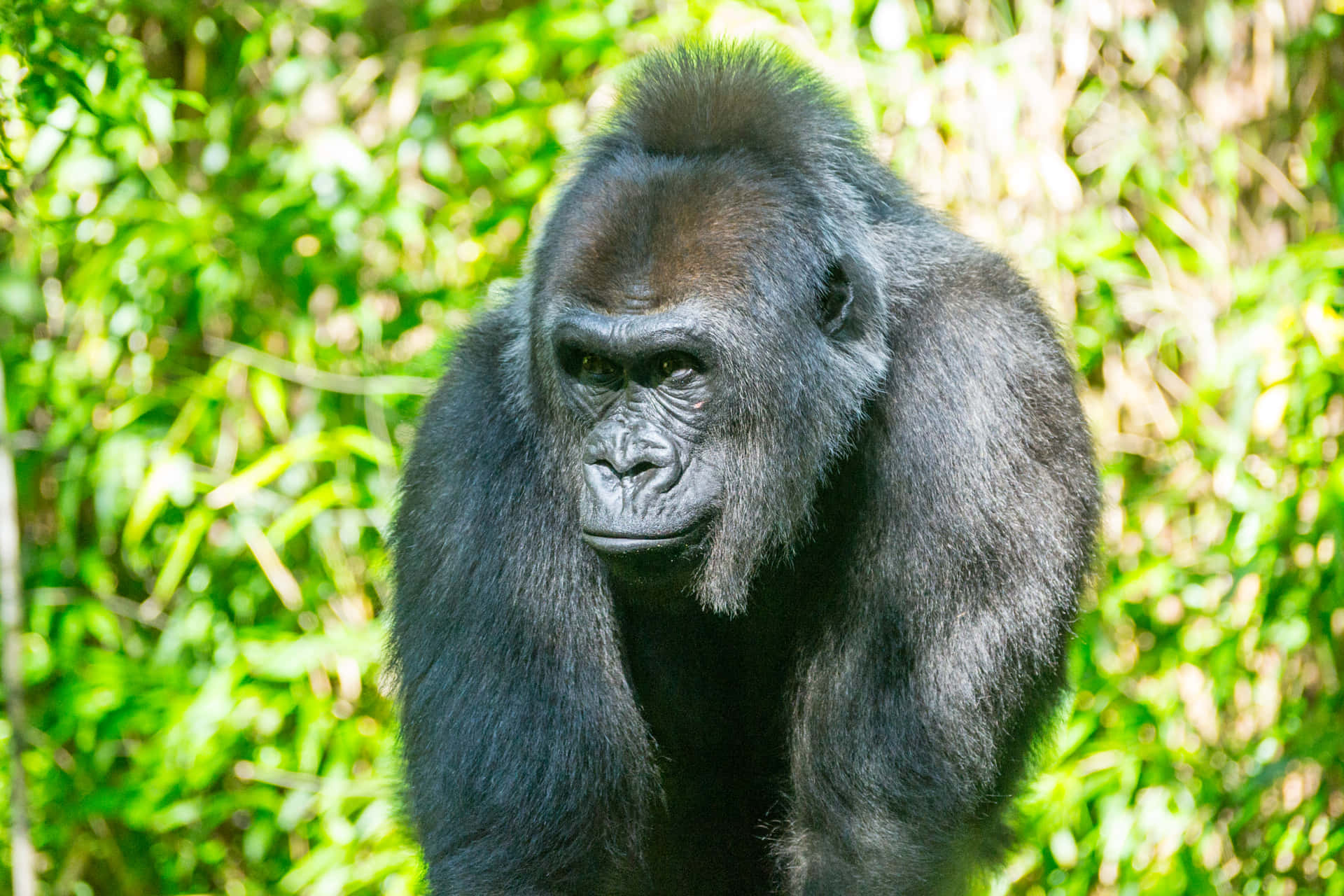 A Gorilla in Captivity