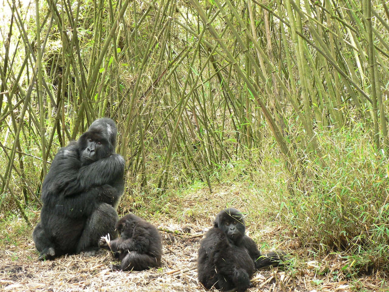 Unmaestoso Gorilla Dalle Spalle Nere Riposa Pacificamente Nel Suo Habitat Naturale