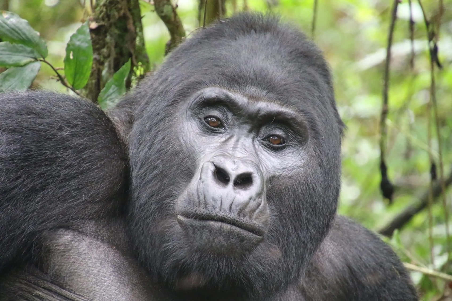 Enmandlig Sølvlændrygget Gorilla I Uganda.