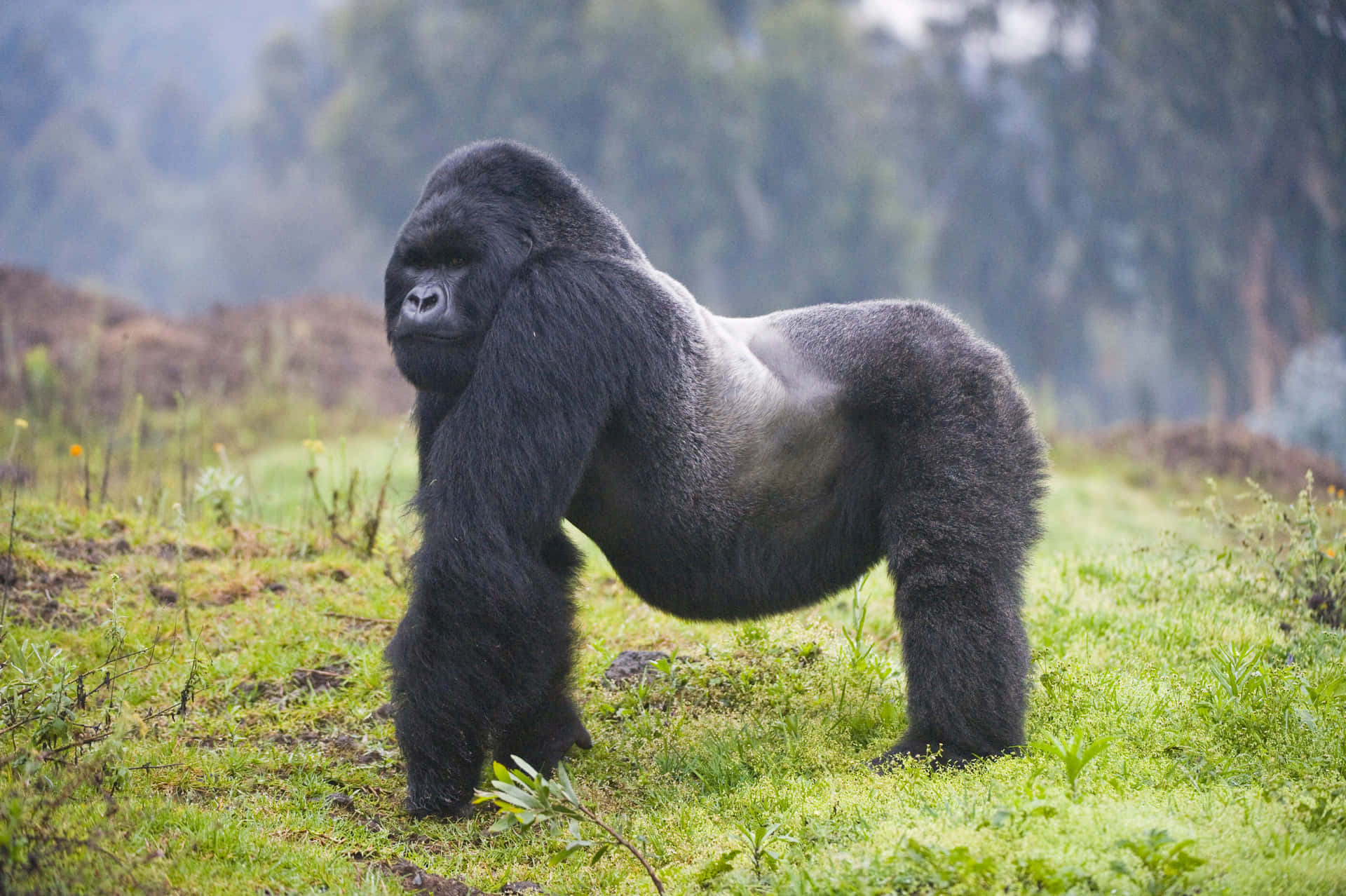 a gorilla standing on a green field