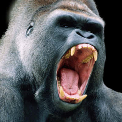 Gorilla_ Roaring_ Closeup.jpg PNG