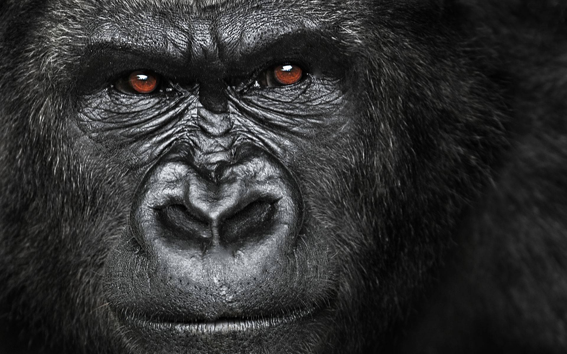 Gorilla's Intelligent And Calculating Eyes Wallpaper