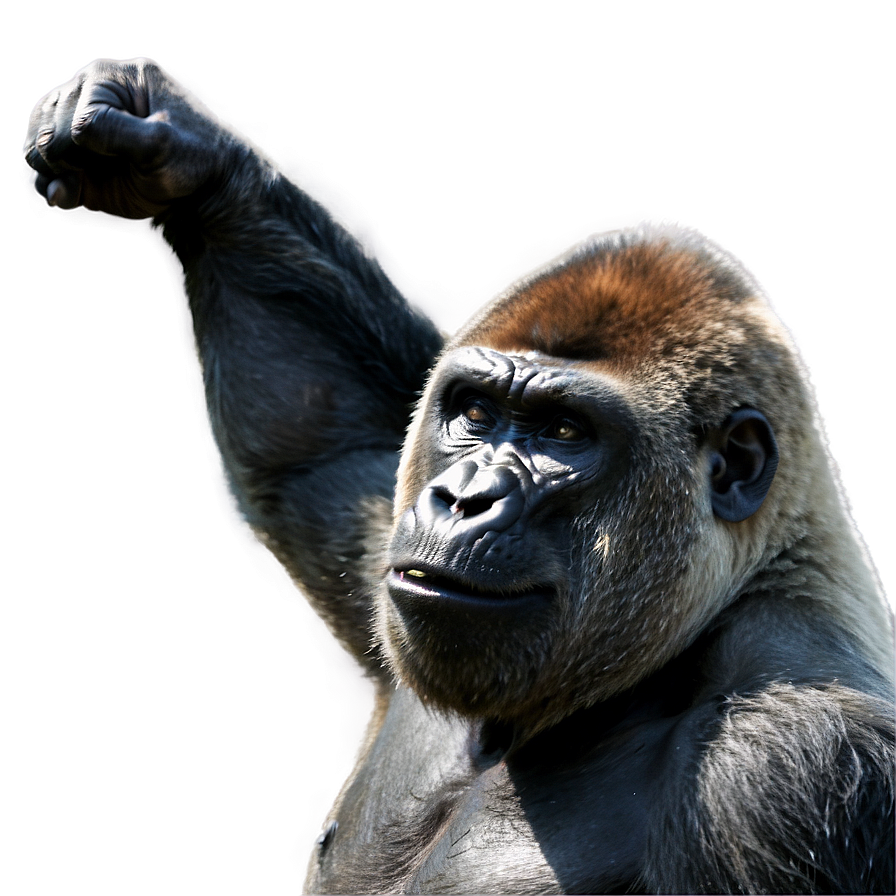 Gorilla Showing Aggression Png 79 PNG