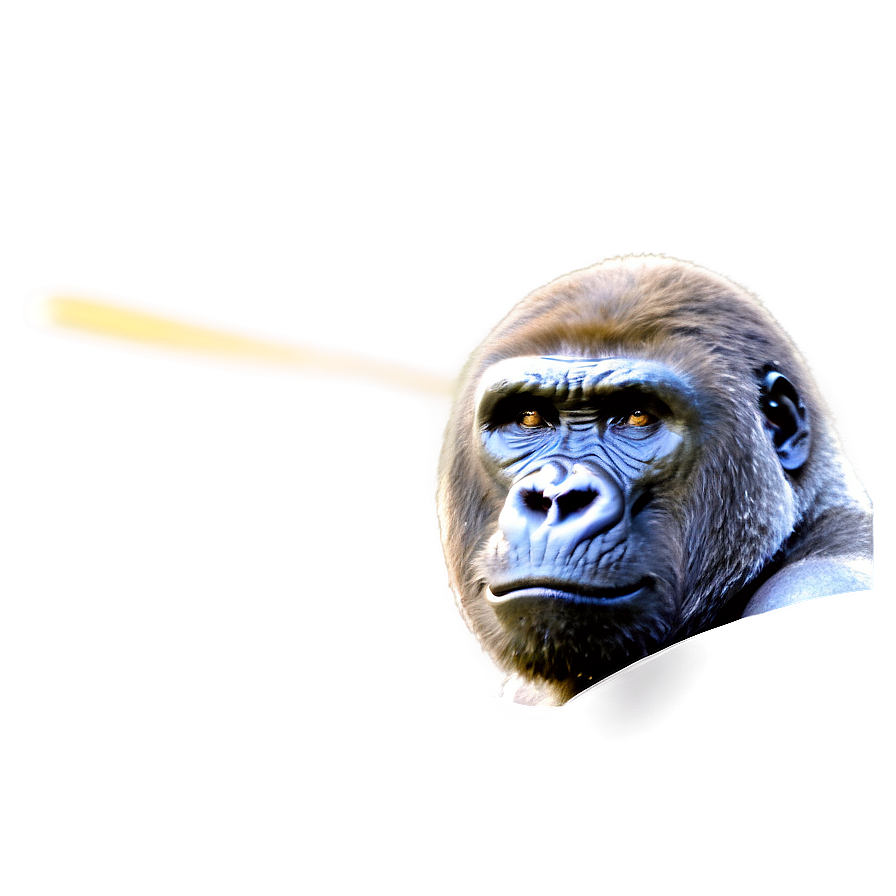 Gorilla Showing Fury Png 06252024 PNG