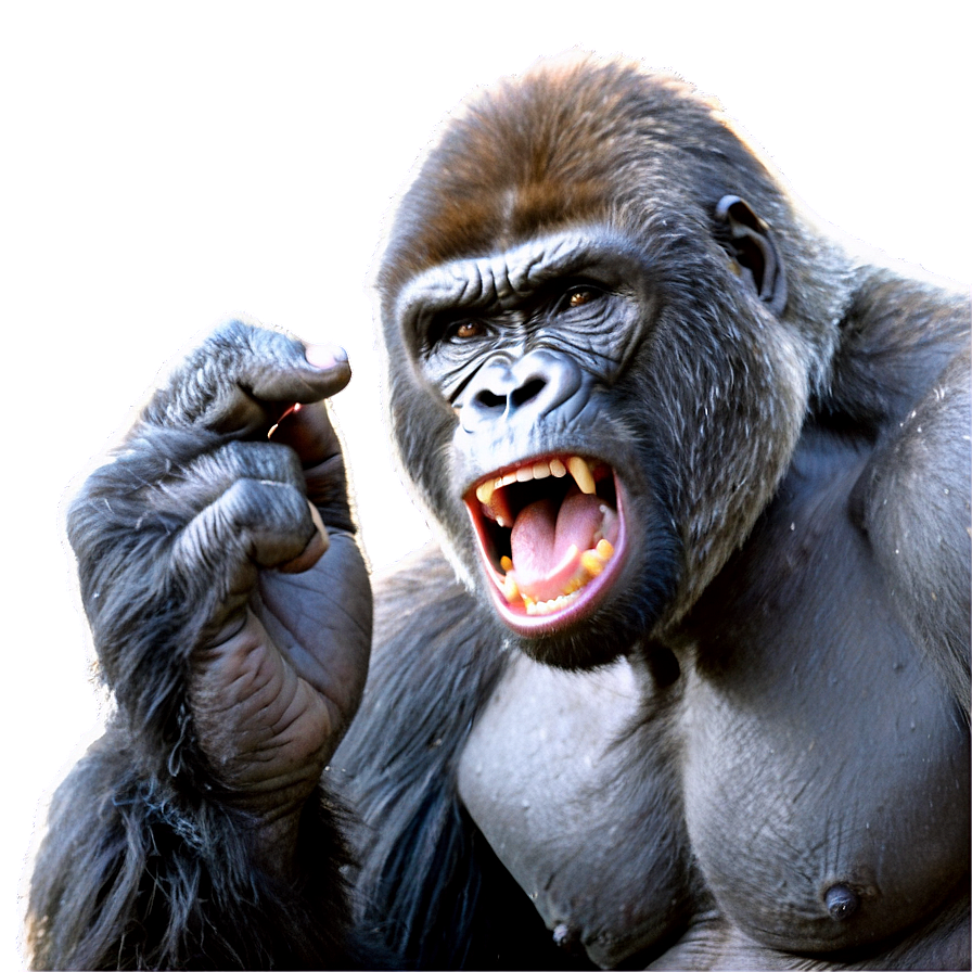 Gorilla Showing Fury Png Dmj65 PNG