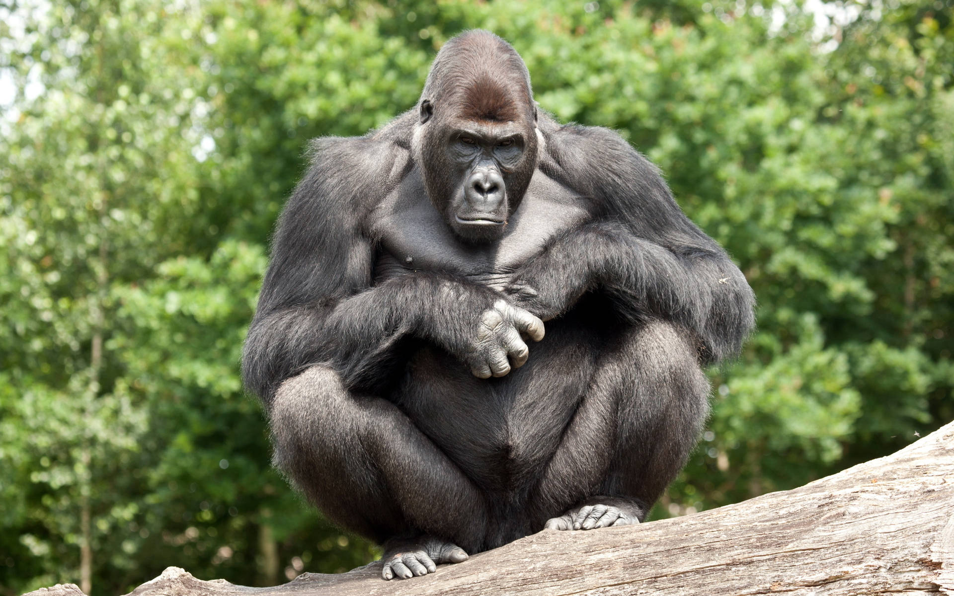 Gorilla Sitting With Bent Knees Wallpaper
