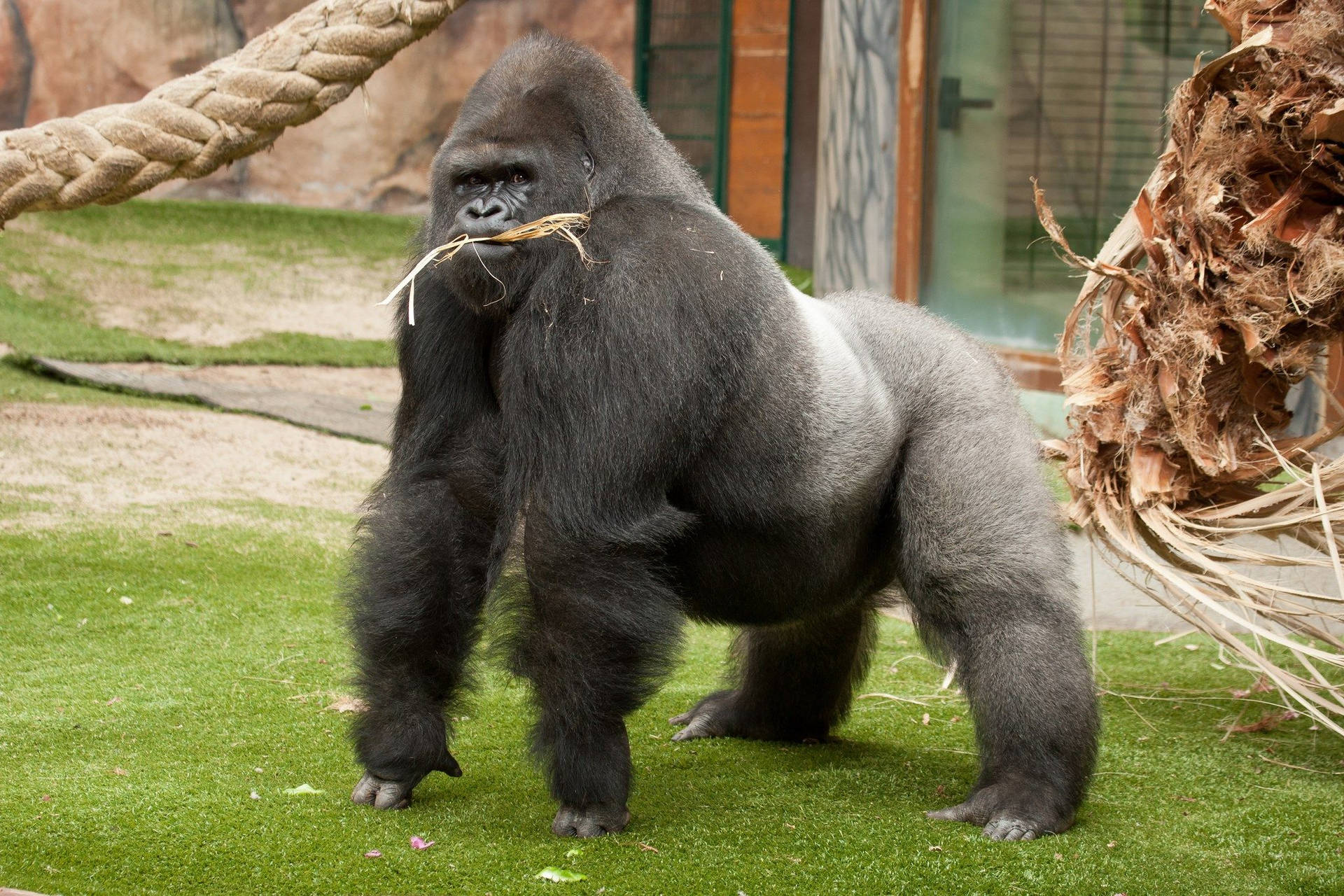 Gorilla Standing On Its Knuckles Wallpaper