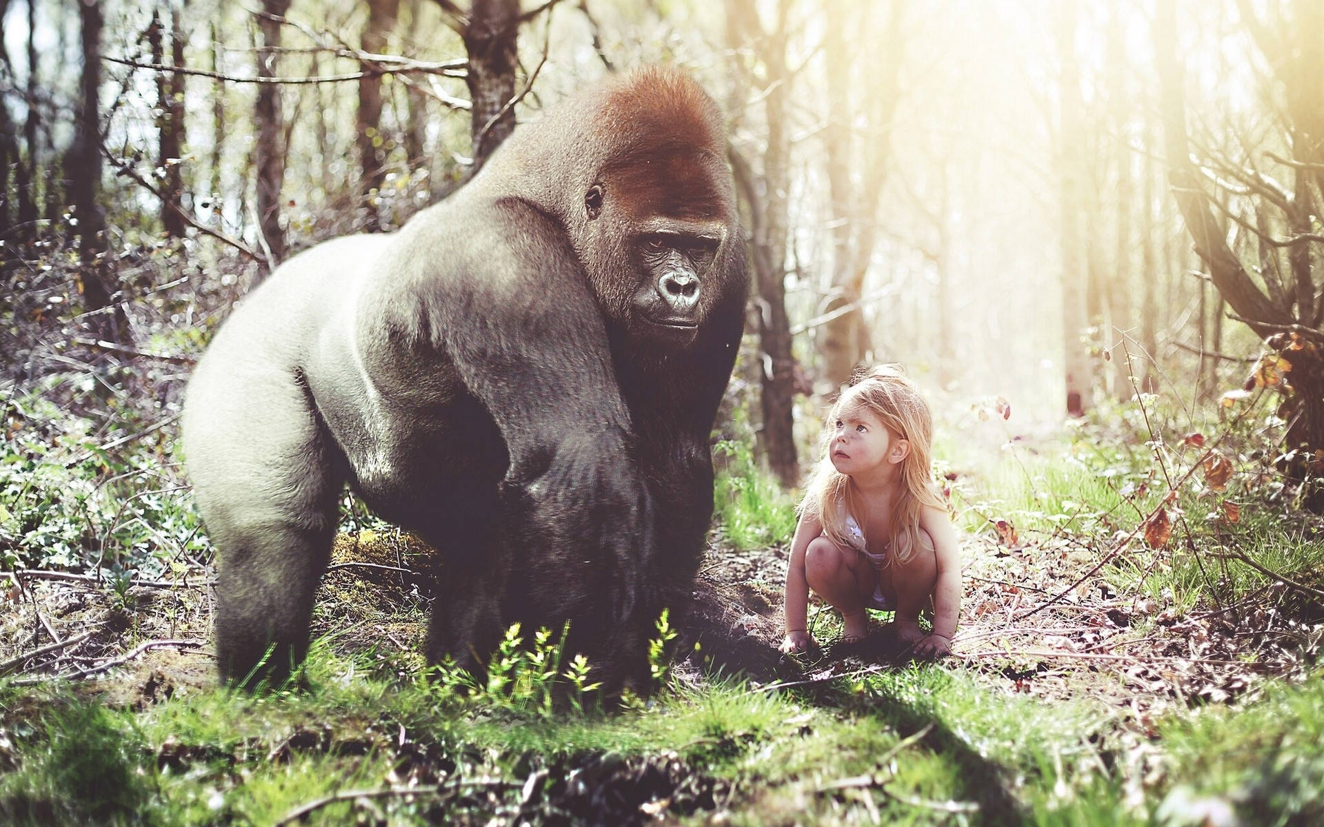 Gorilla With A Female Toddler Wallpaper