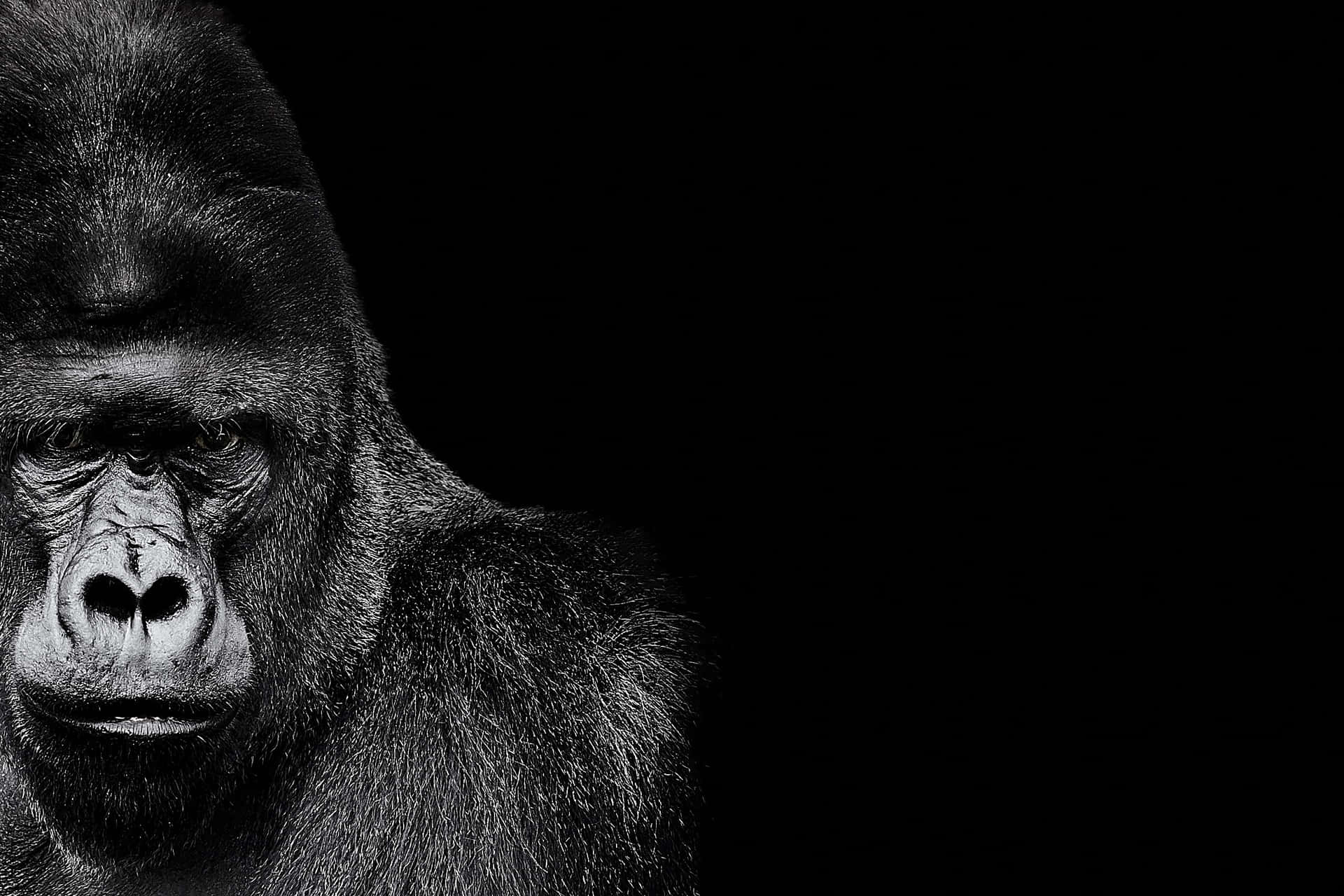 Gorillabakgrundsbild.