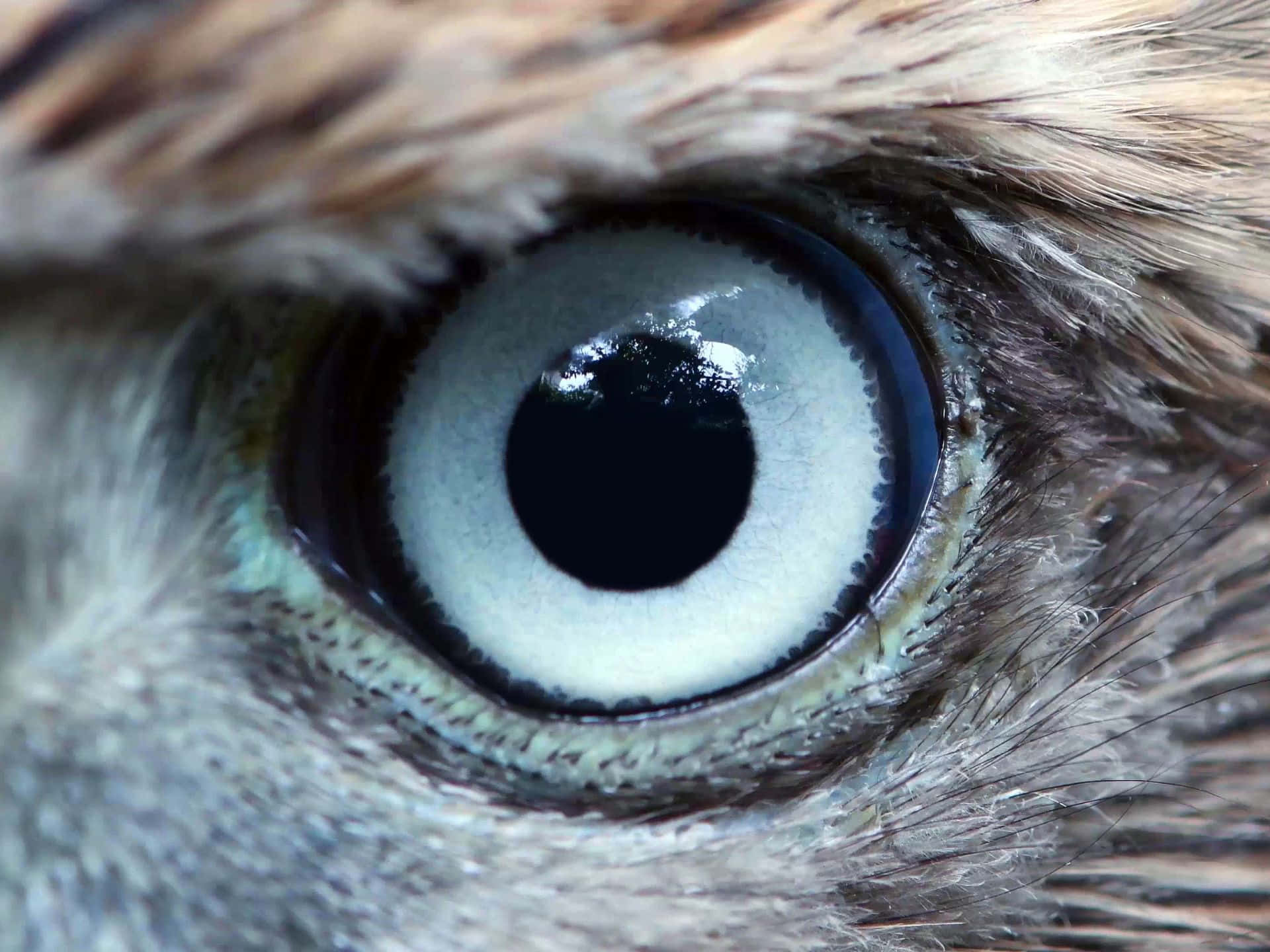 Goshawk Eye Closeup Wallpaper