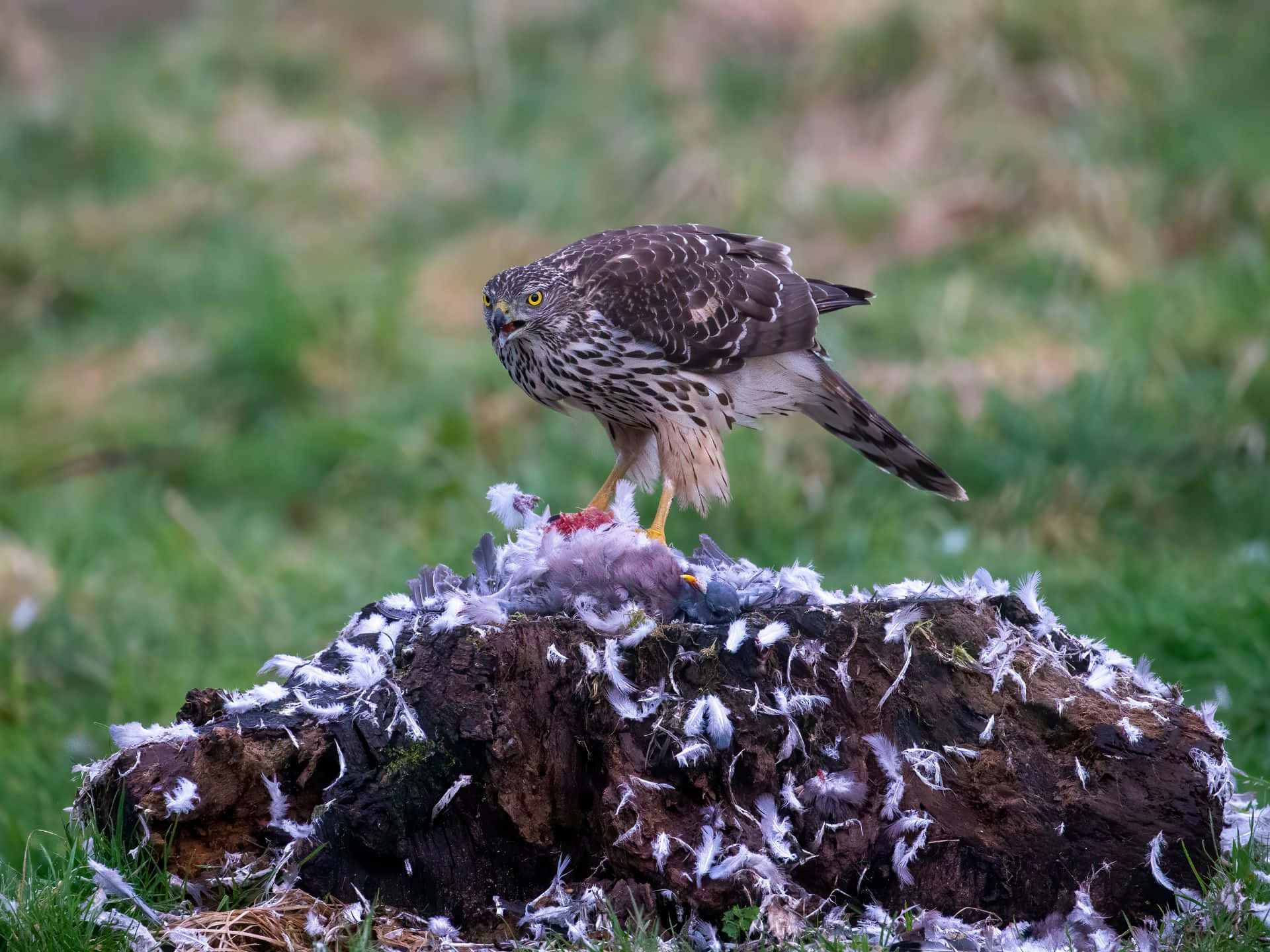 Goshawk Feastingon Prey Wallpaper