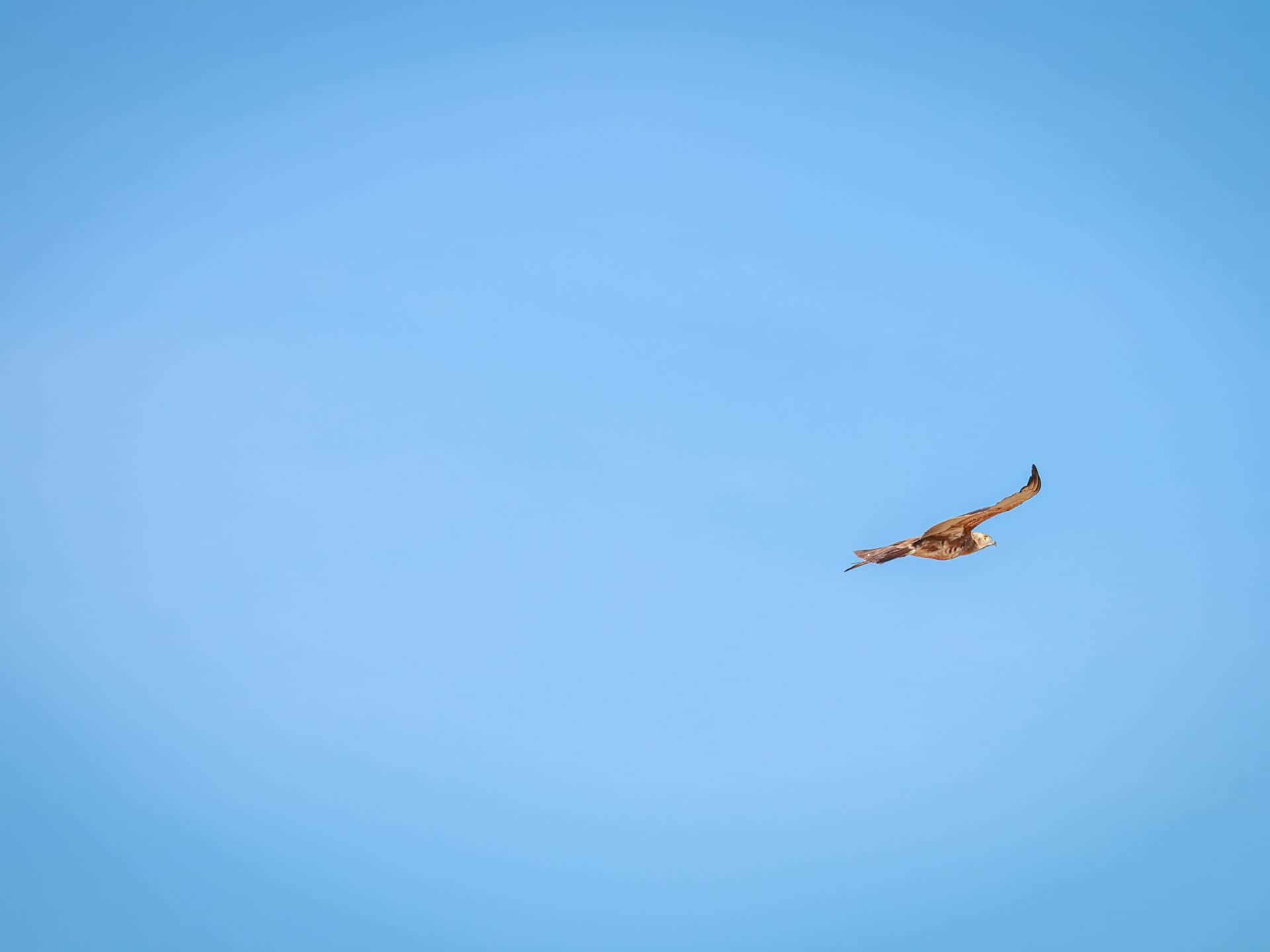 Goshawk Zwevend Tegen Blauwe Lucht Achtergrond