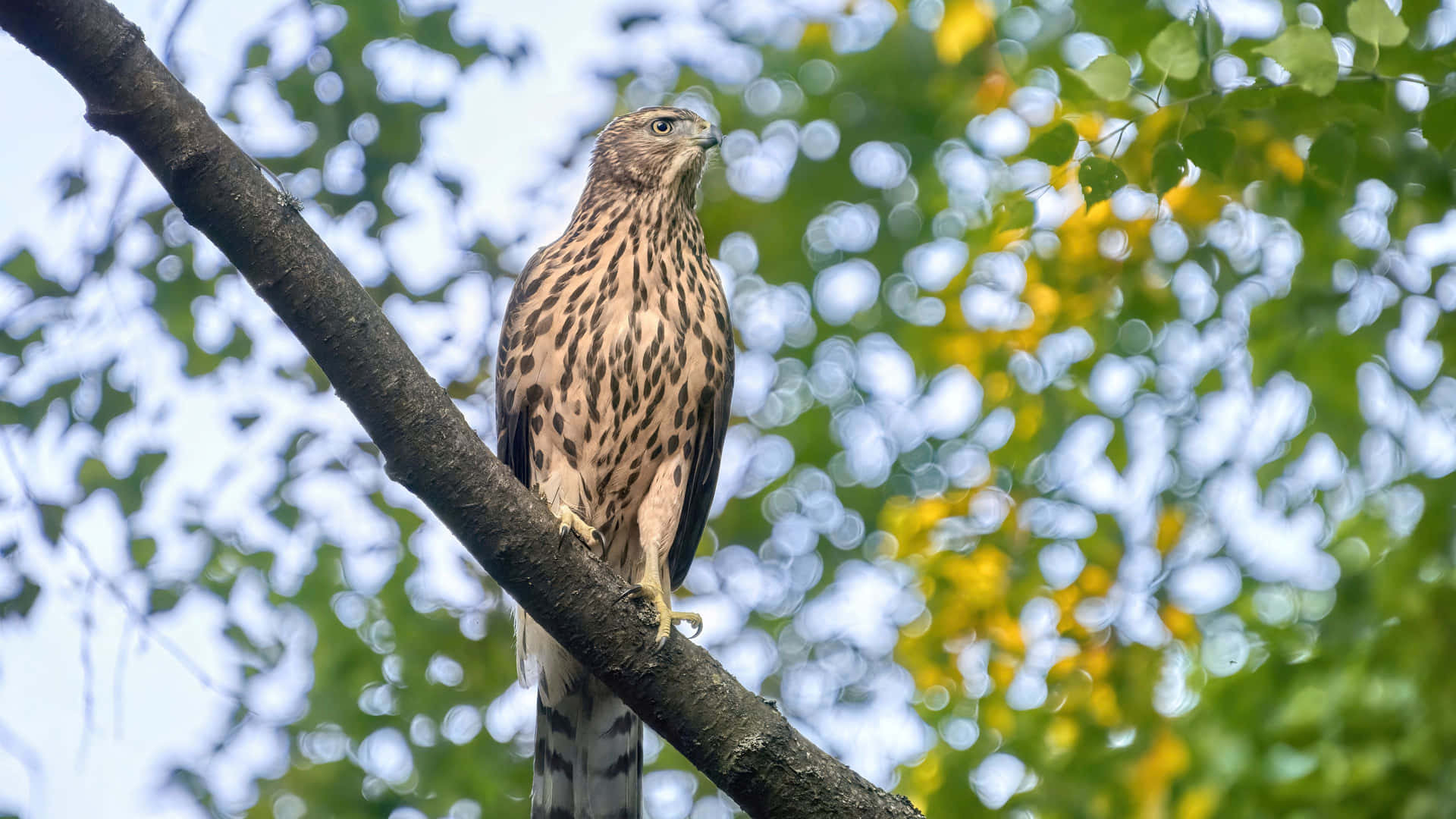 Goshawk Perched Above Wallpaper