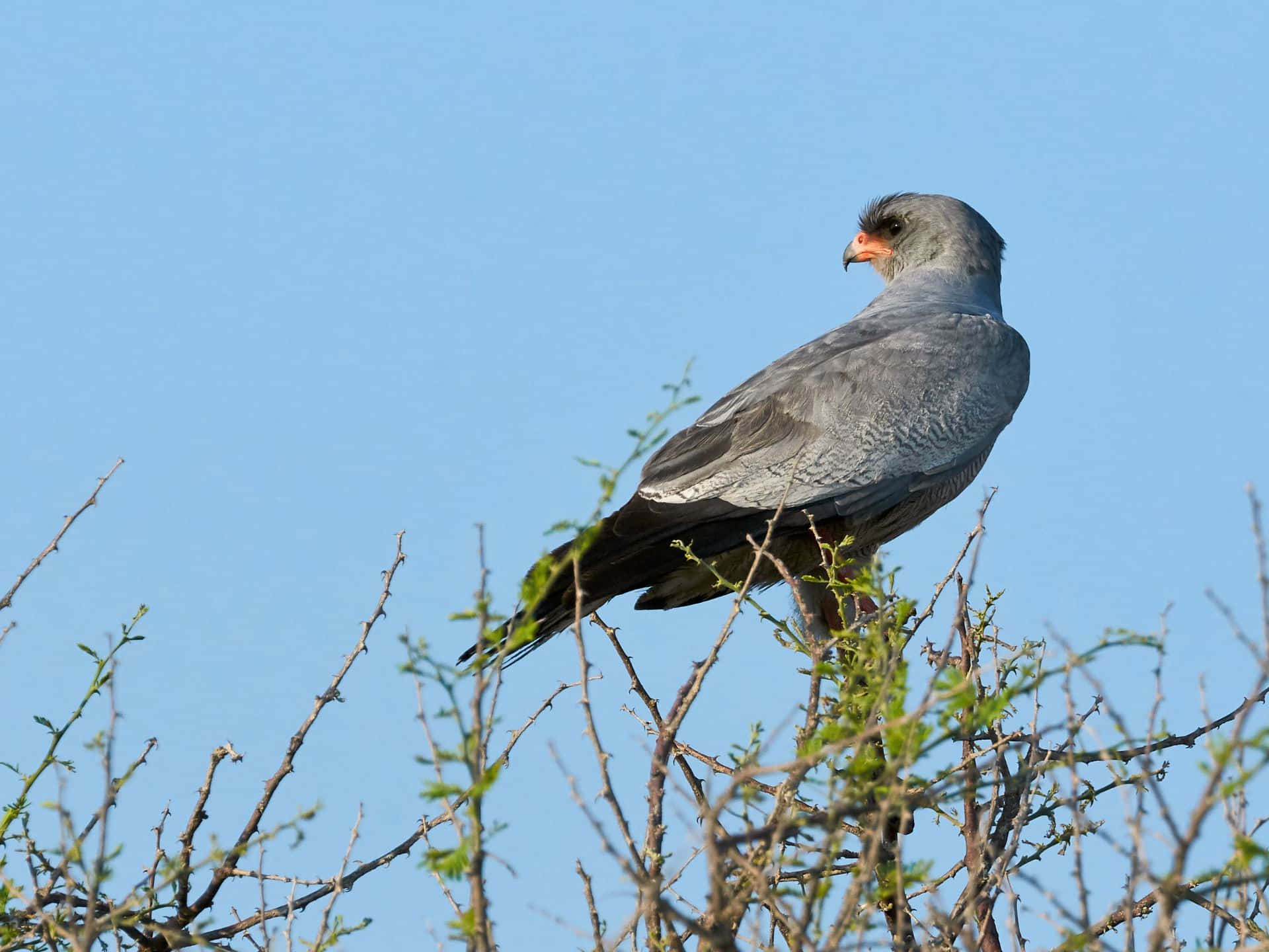 Goshawk Perchedin Nature.jpg Wallpaper