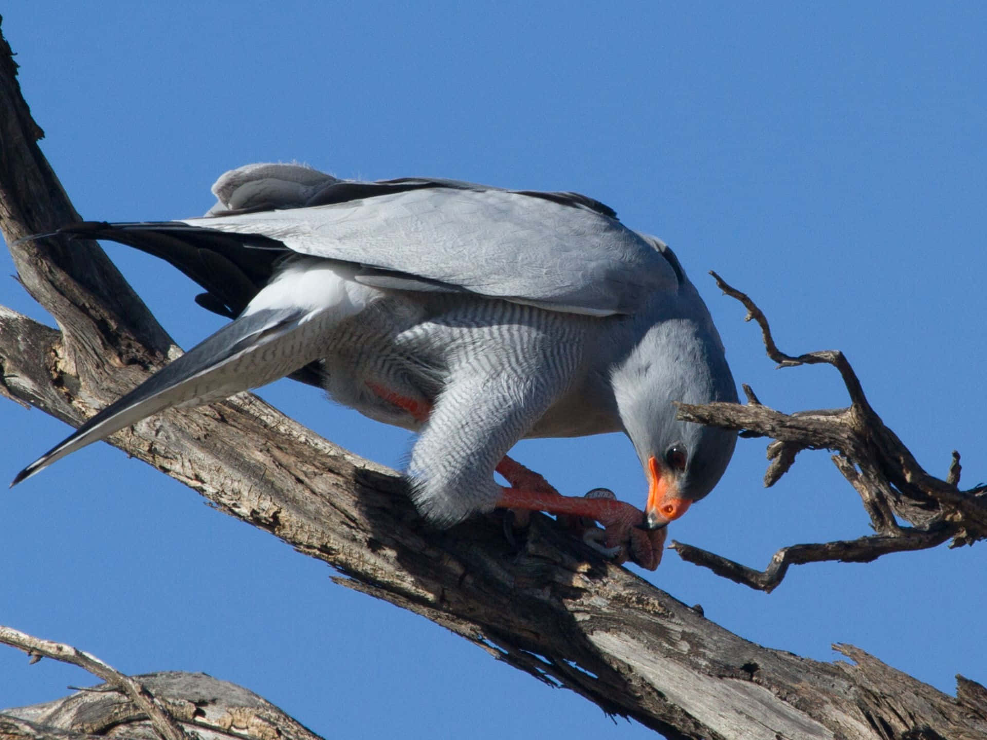 Goshawk Perché Sur Une Branche D'arbre Fond d'écran