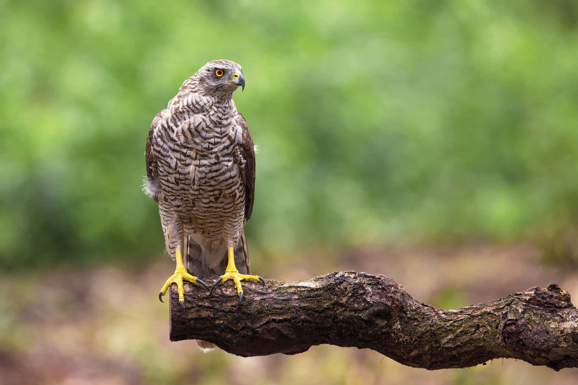 Goshawk Perchedon Tree Branch Wallpaper